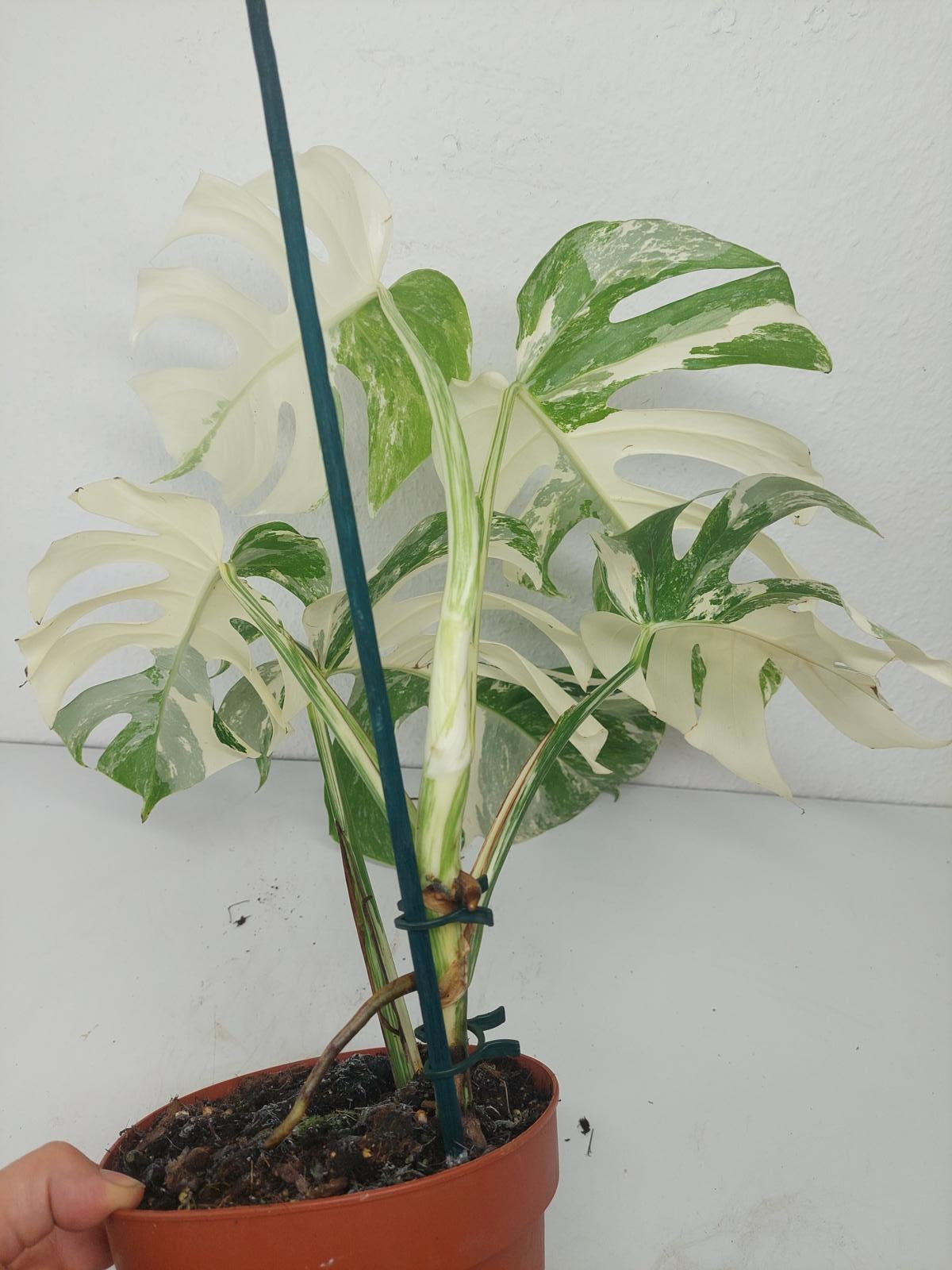 Monstera Variegata (zum aussuchen)