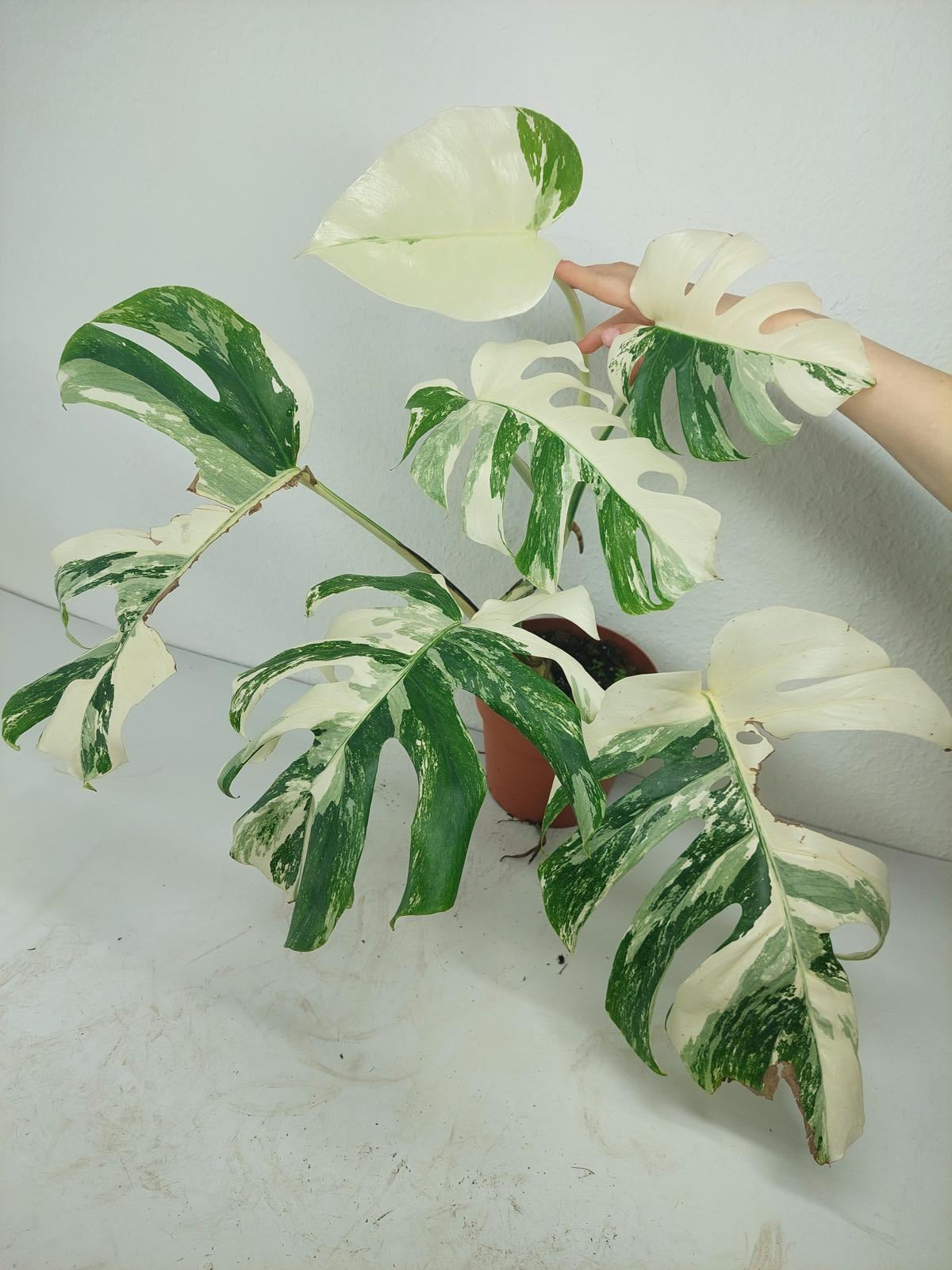 Monstera Variegata (zum aussuchen)