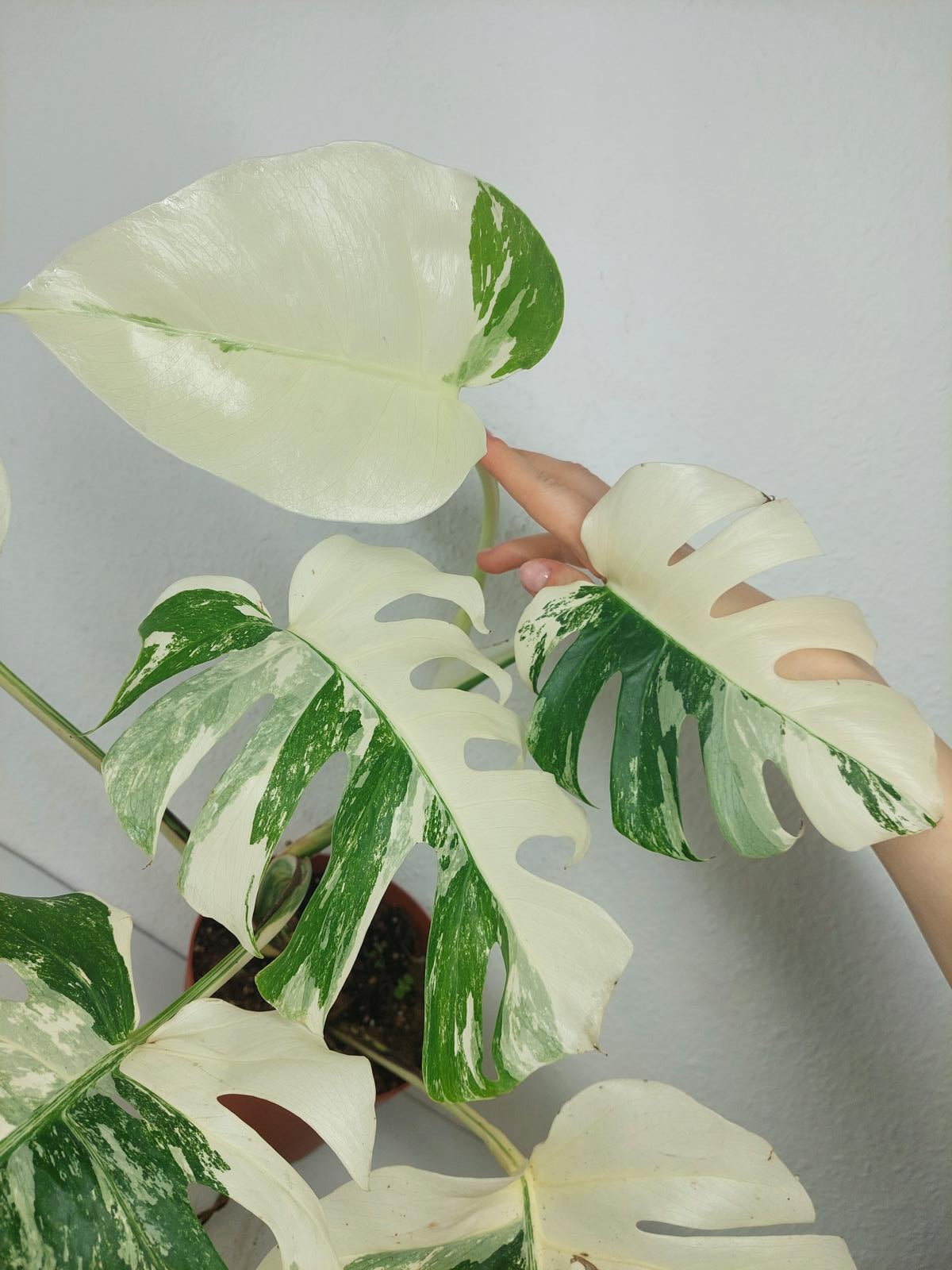 Monstera Variegata (zum aussuchen)