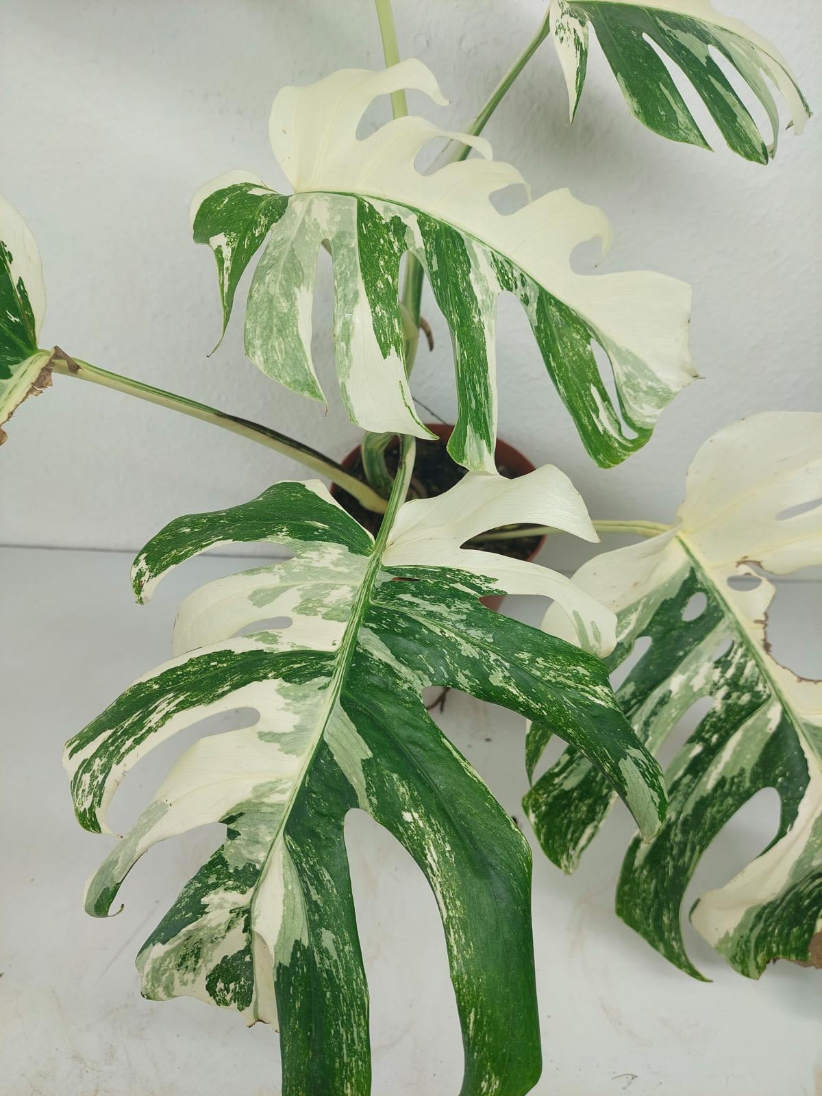 Monstera Variegata (zum aussuchen)