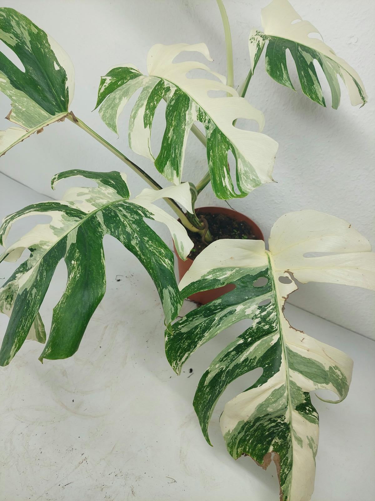 Monstera Variegata (zum aussuchen)
