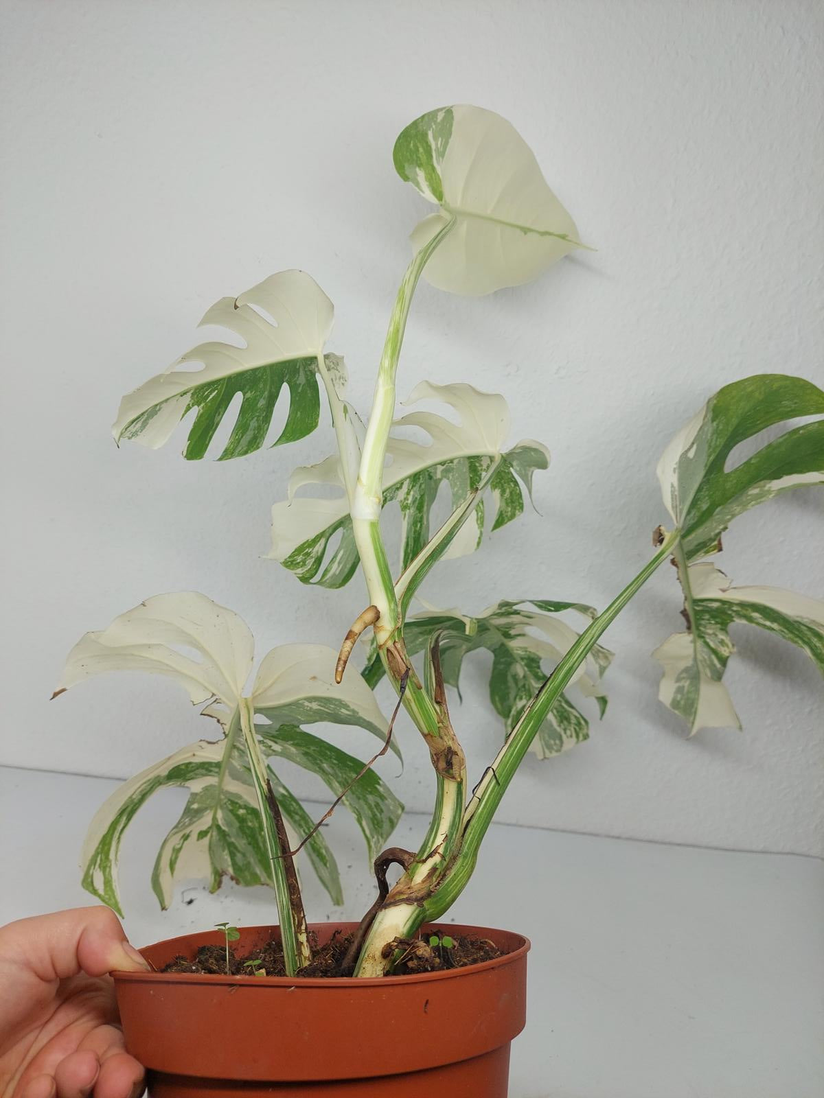 Monstera Variegata (zum aussuchen)