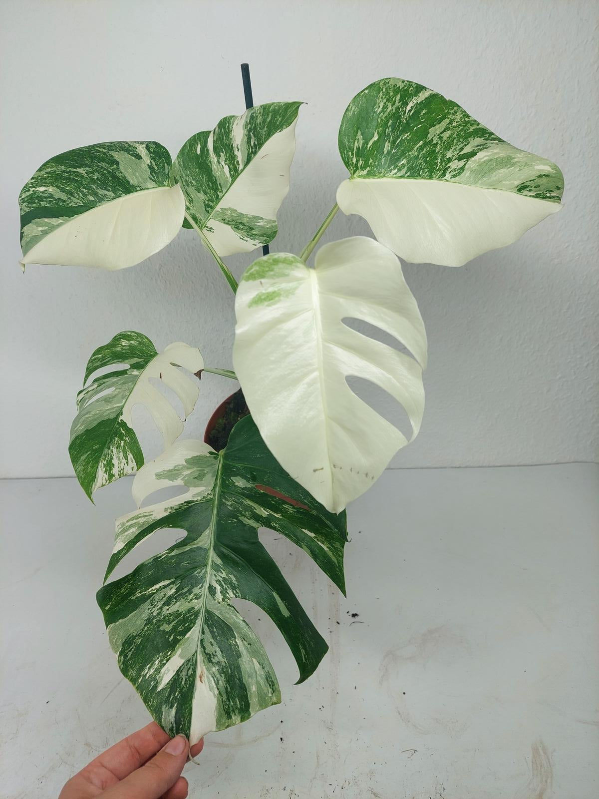 Monstera Variegata (zum aussuchen)
