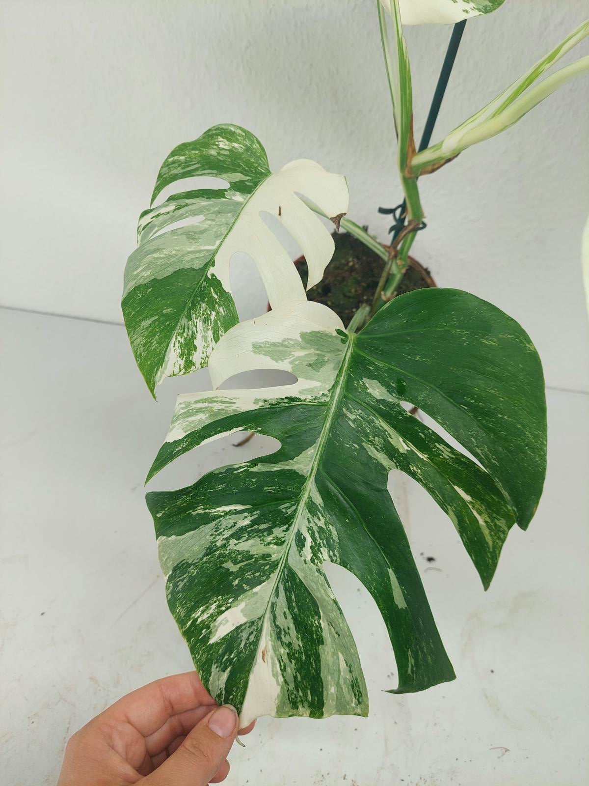 Monstera Variegata (zum aussuchen)