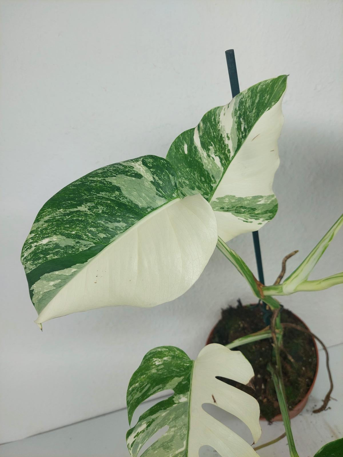 Monstera Variegata (zum aussuchen)