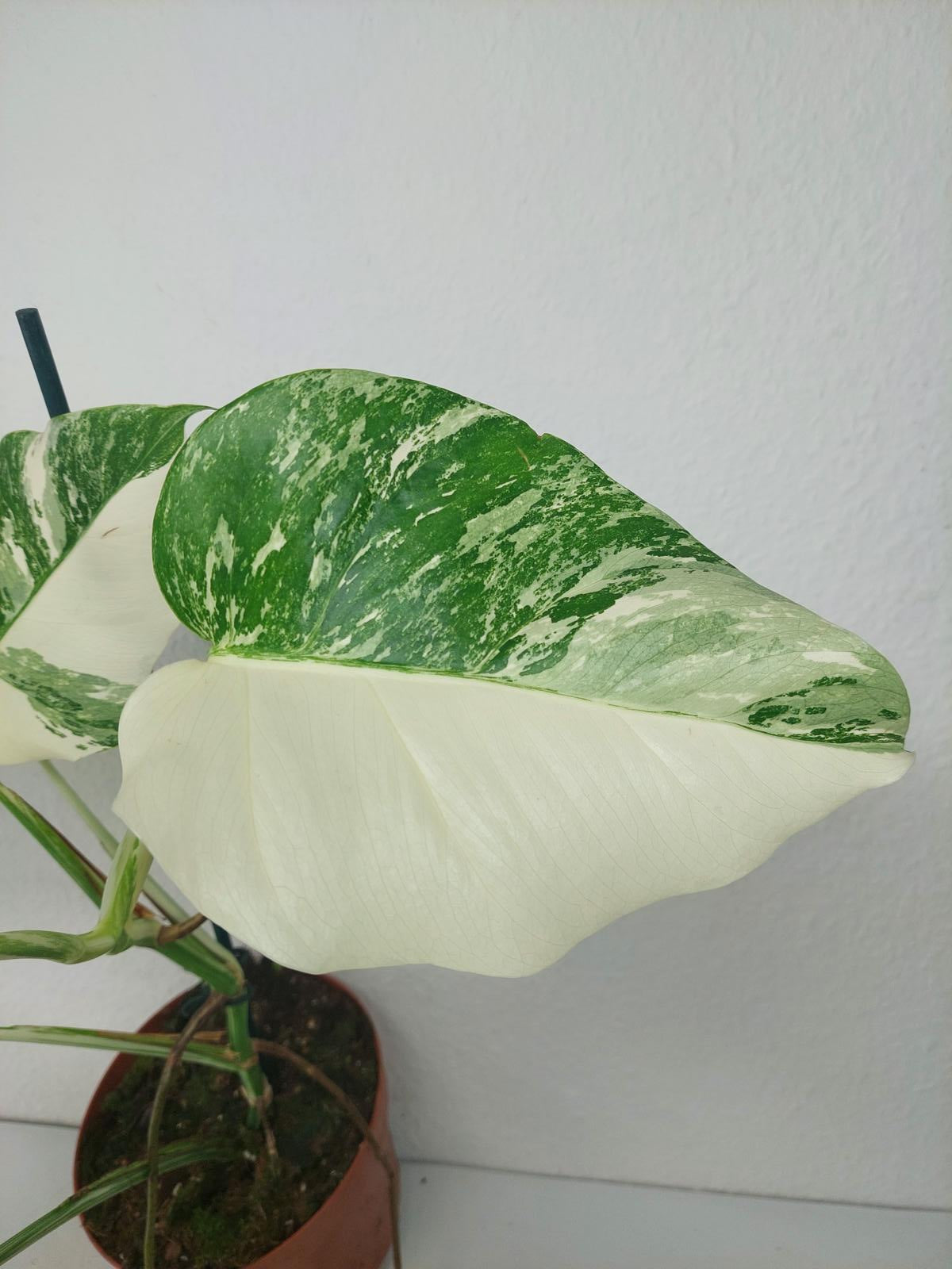 Monstera Variegata (zum aussuchen)