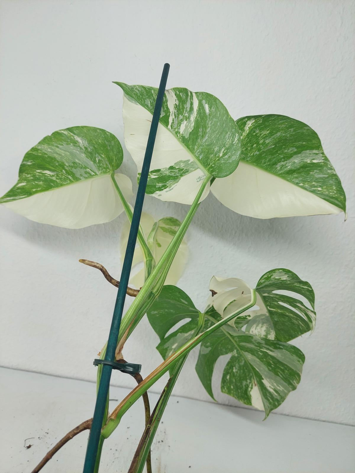 Monstera Variegata (zum aussuchen)