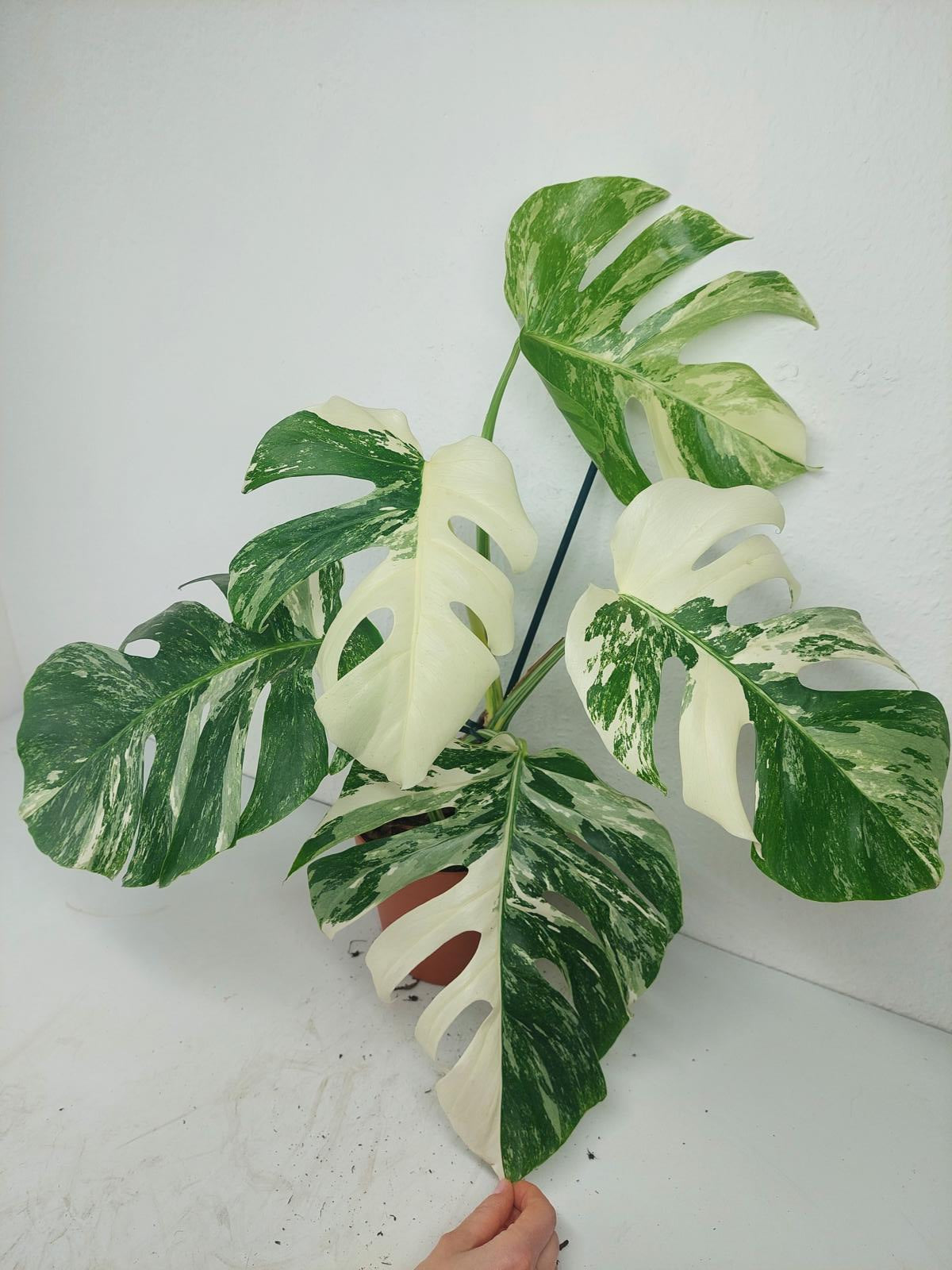 Monstera Variegata (zum aussuchen)
