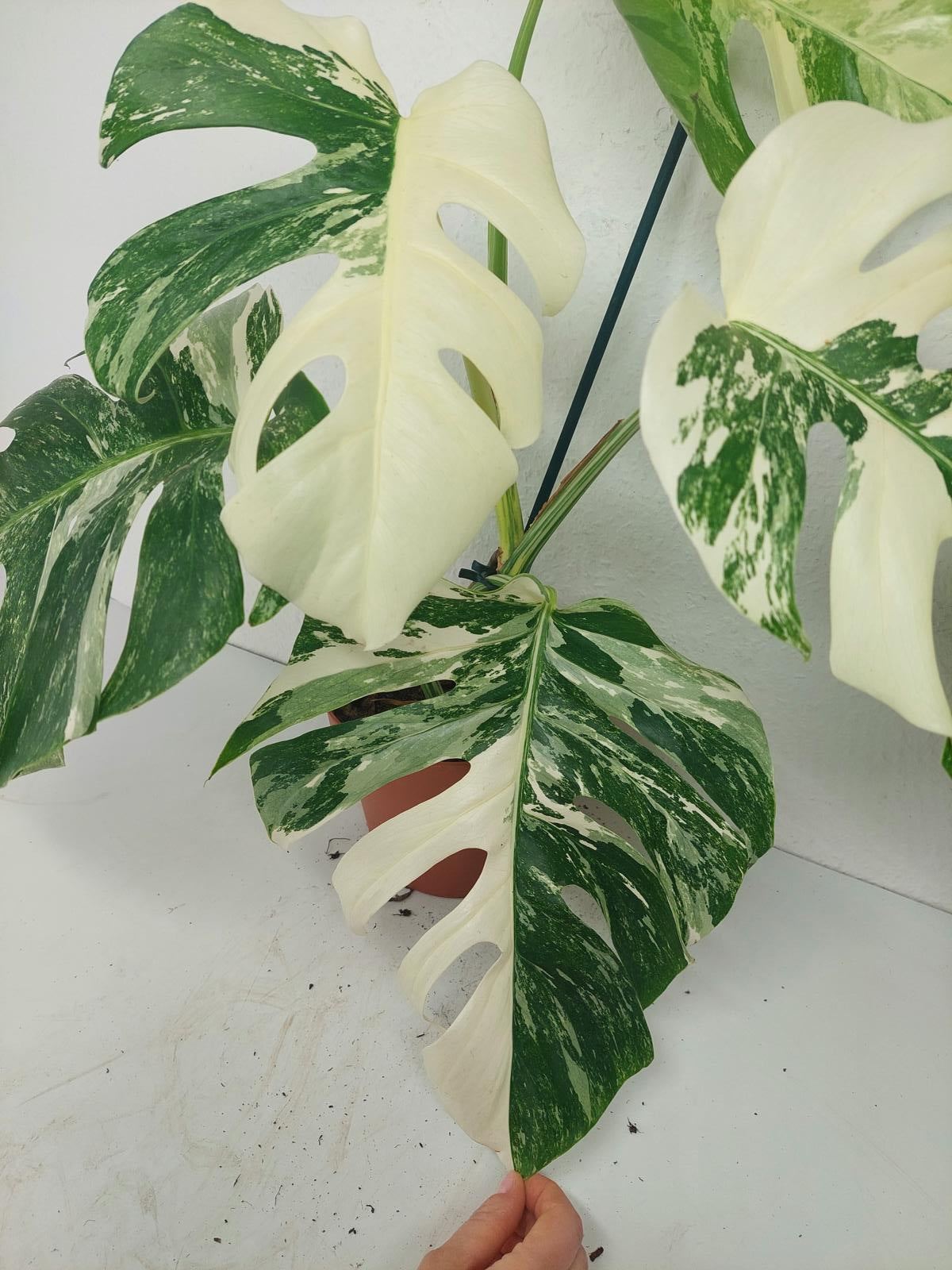 Monstera Variegata (zum aussuchen)