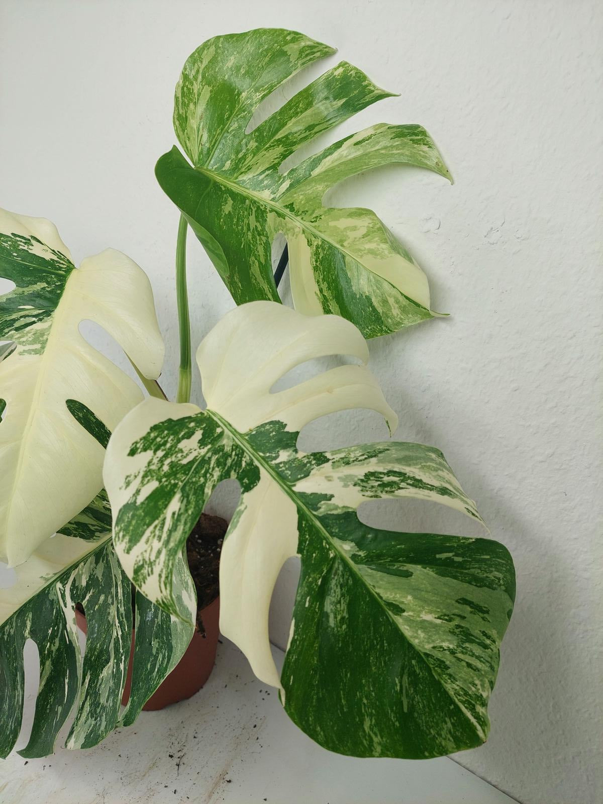 Monstera Variegata (zum aussuchen)