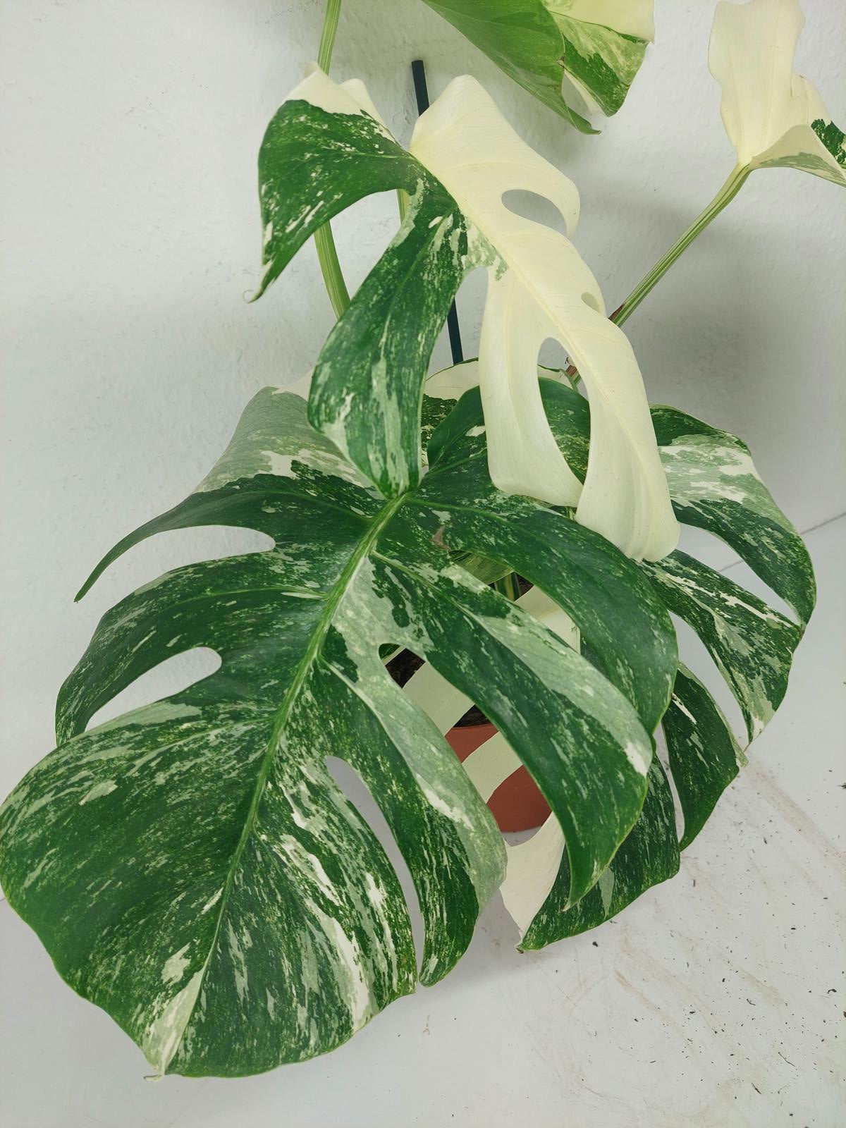 Monstera Variegata (zum aussuchen)