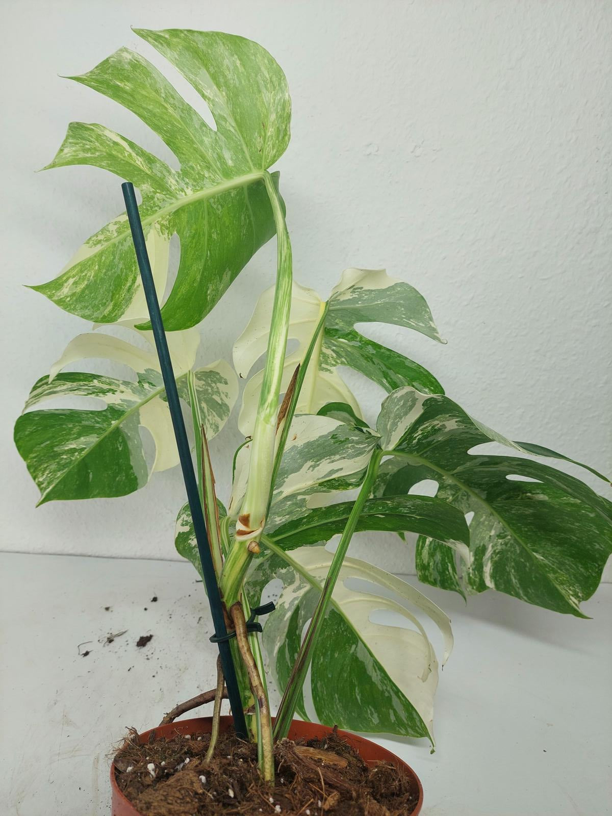 Monstera Variegata (zum aussuchen)