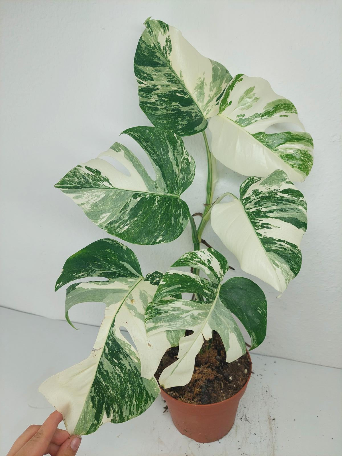 Monstera Variegata (zum aussuchen)