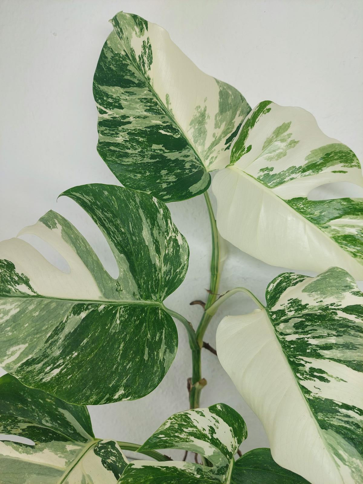 Monstera Variegata (zum aussuchen)