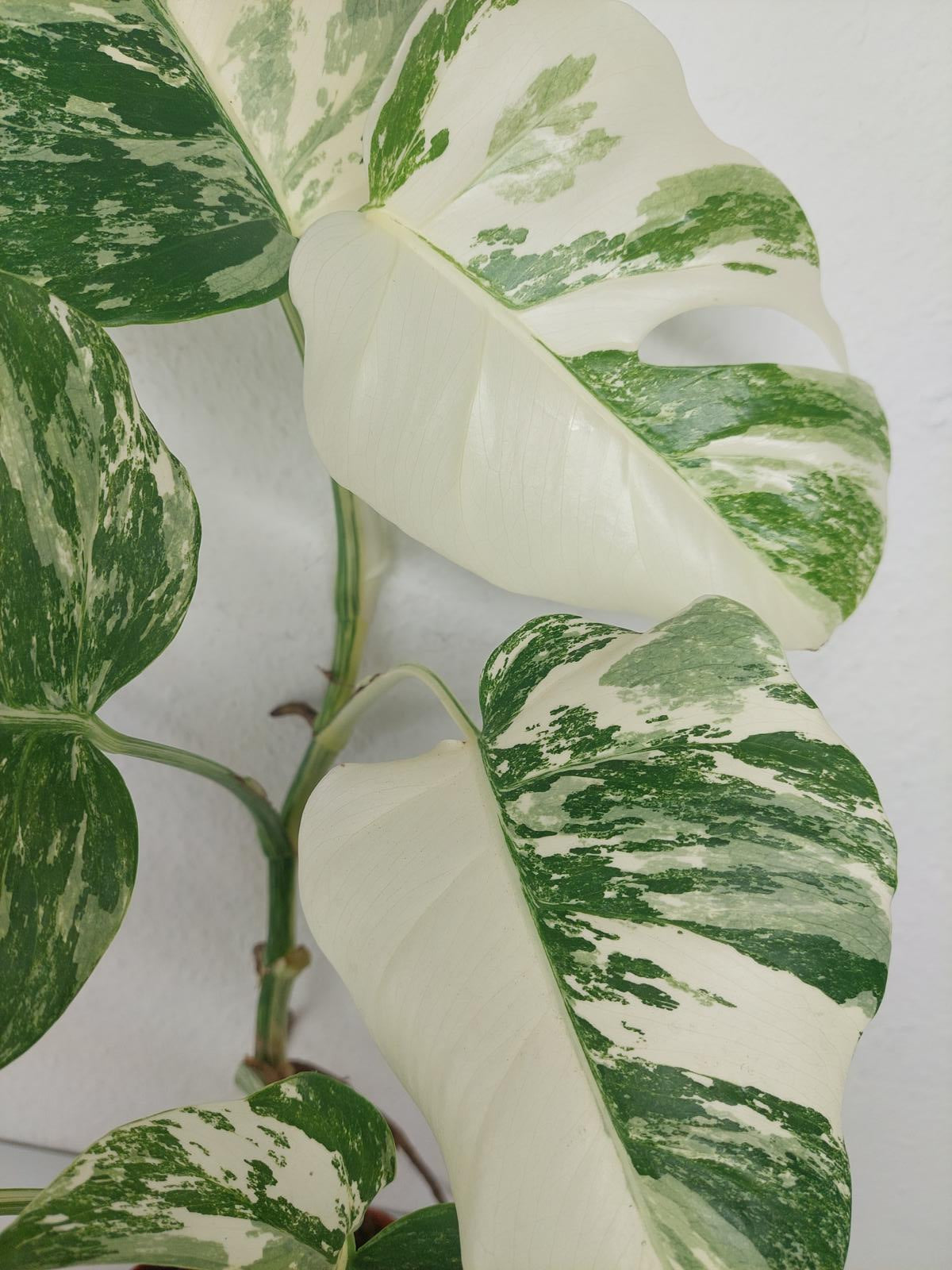 Monstera Variegata (zum aussuchen)