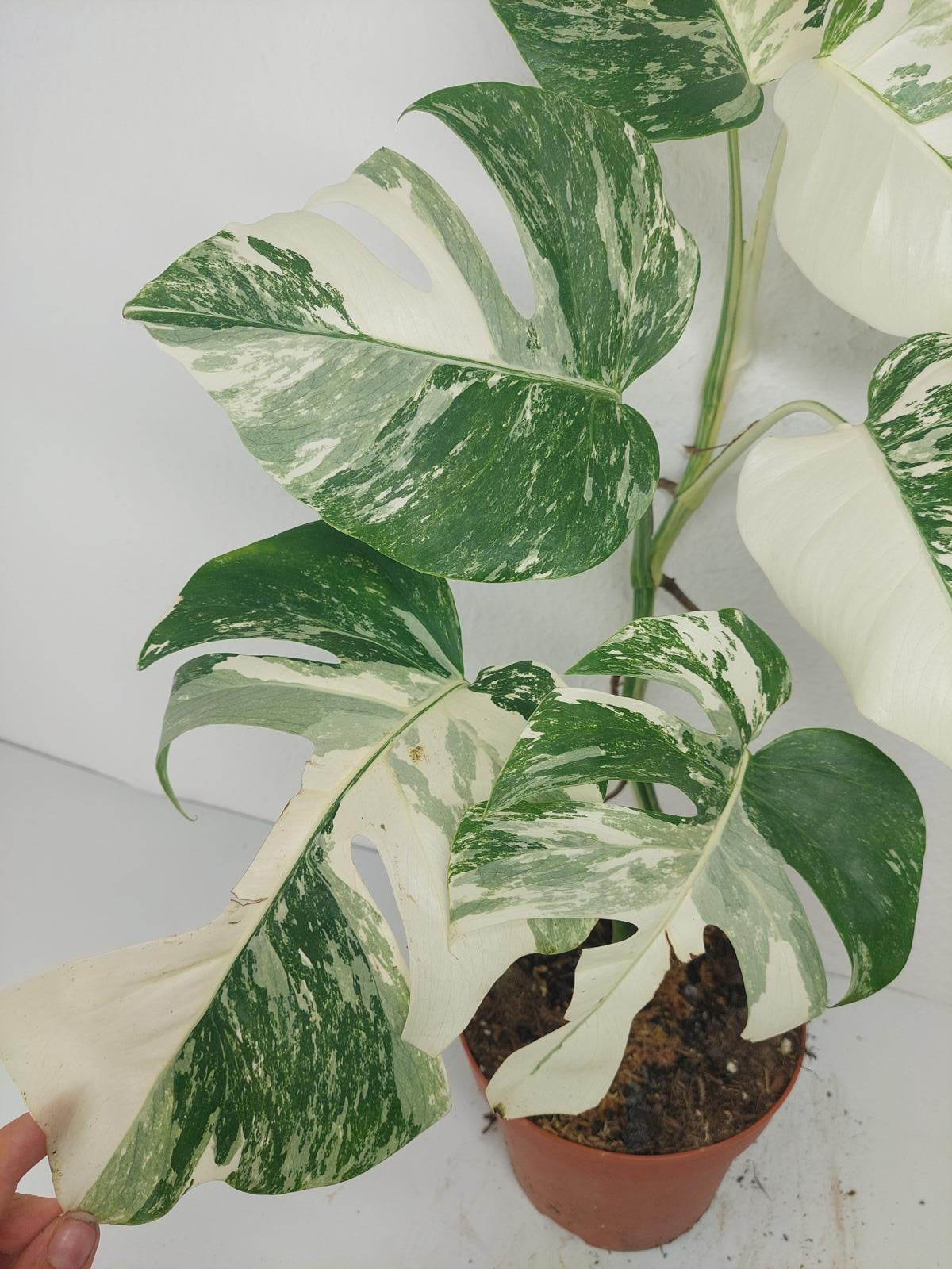 Monstera Variegata (zum aussuchen)