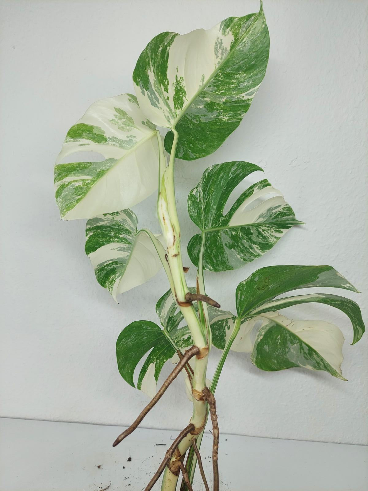 Monstera Variegata (zum aussuchen)