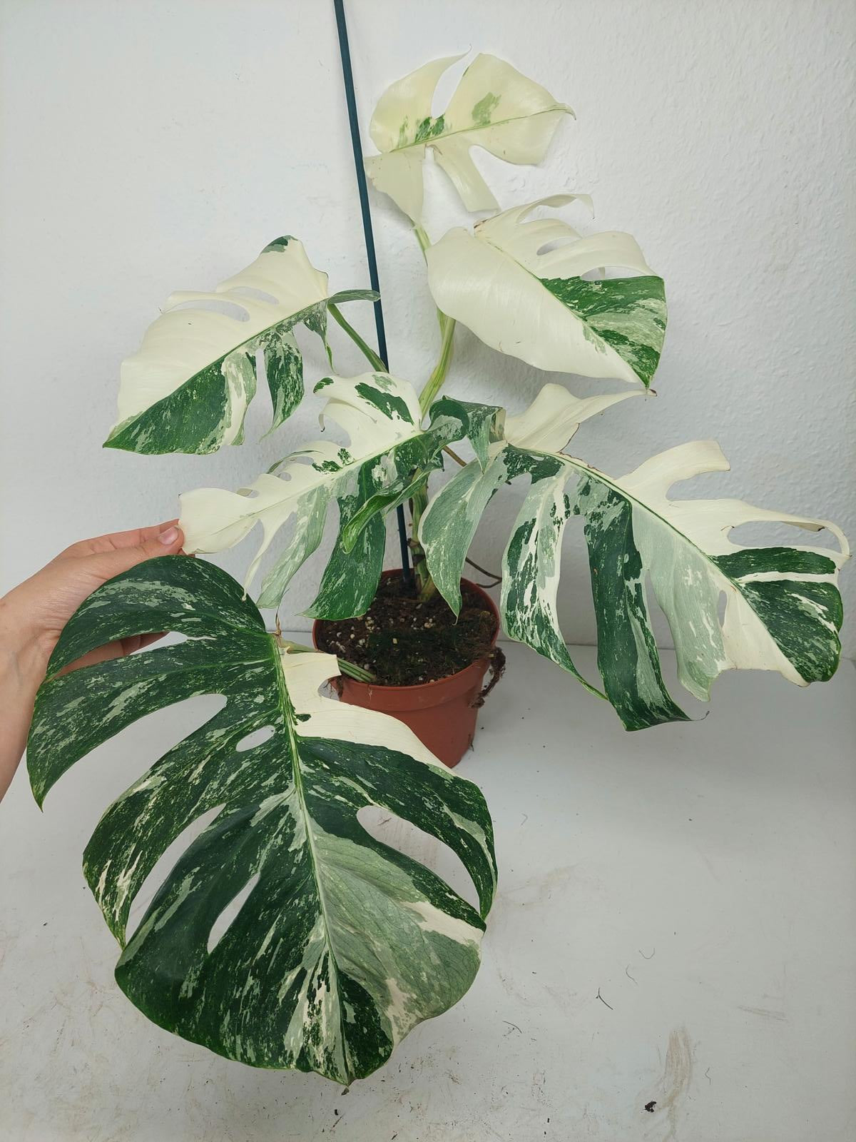 Monstera Variegata (zum aussuchen)
