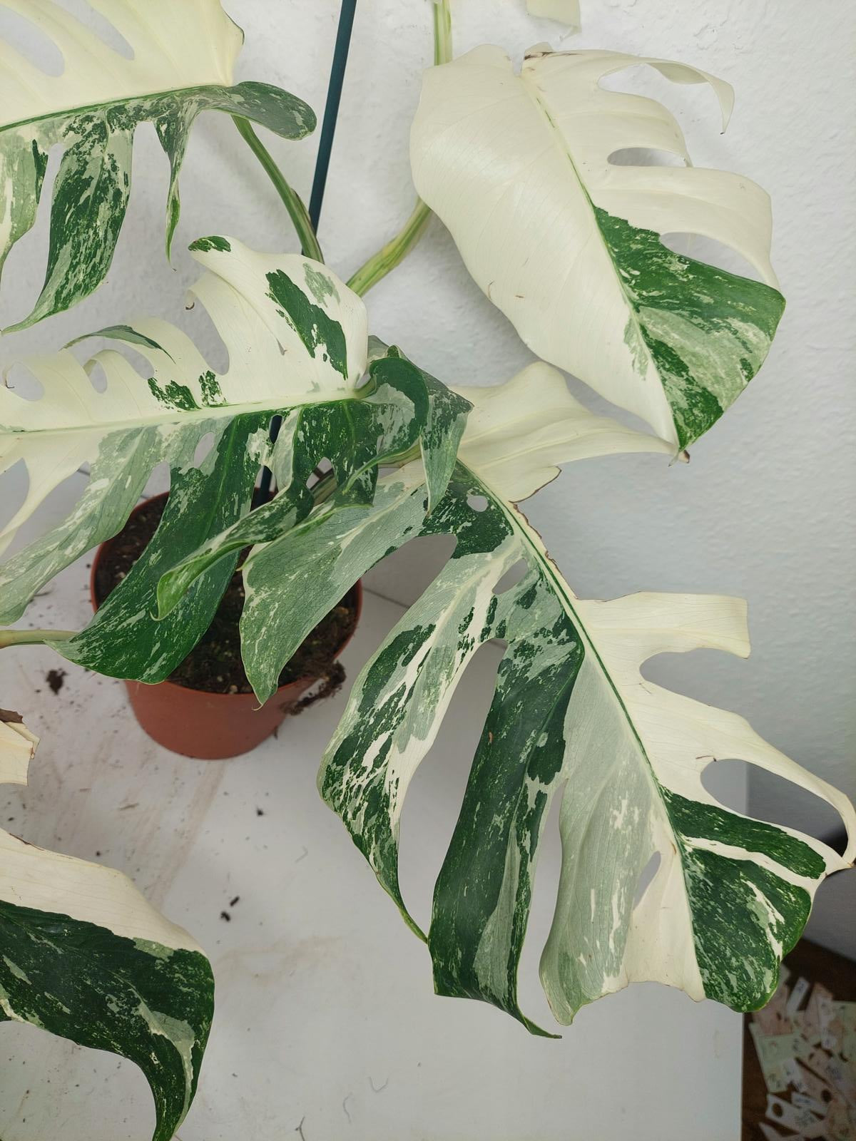 Monstera Variegata (zum aussuchen)