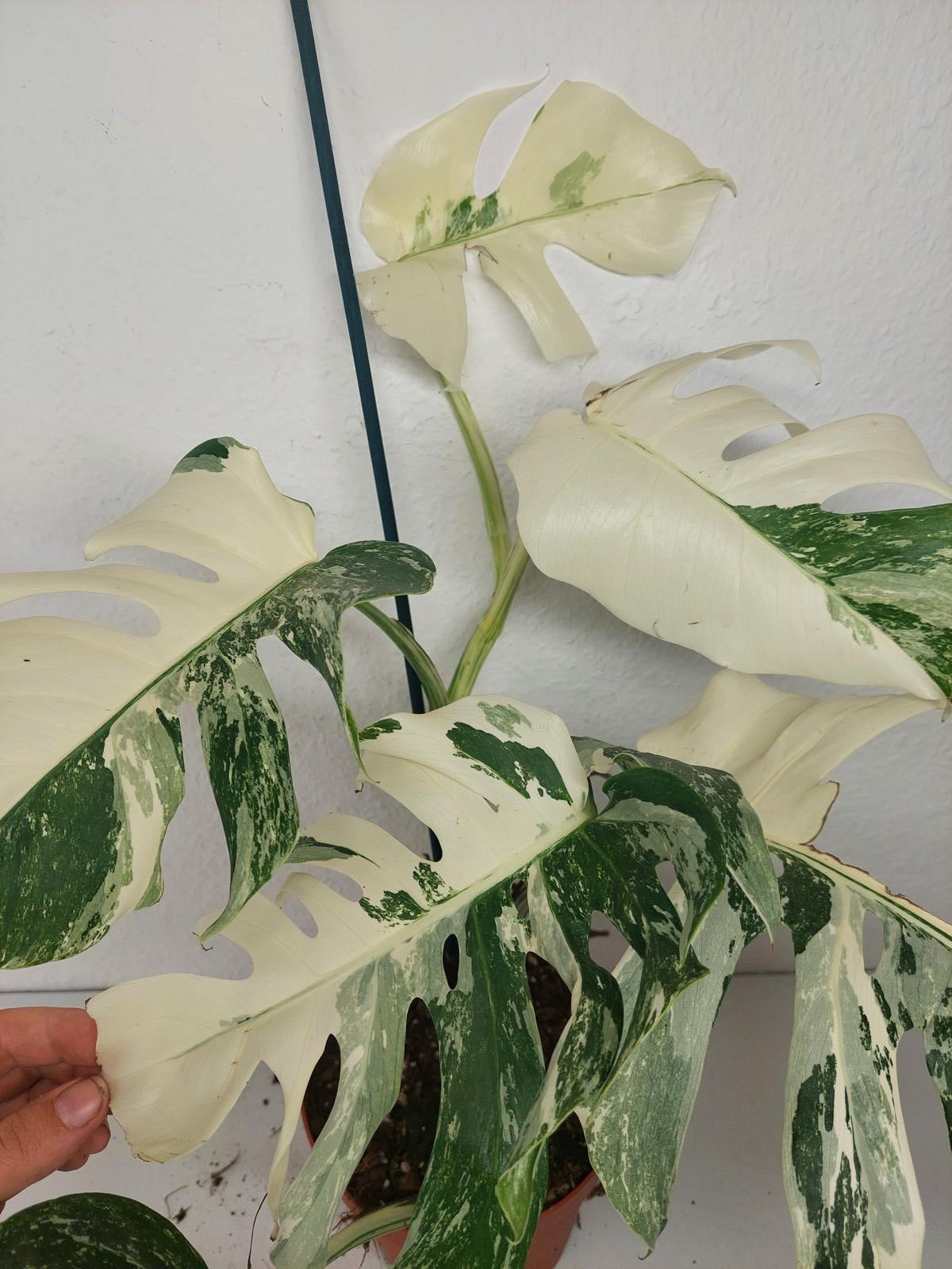 Monstera Variegata (zum aussuchen)