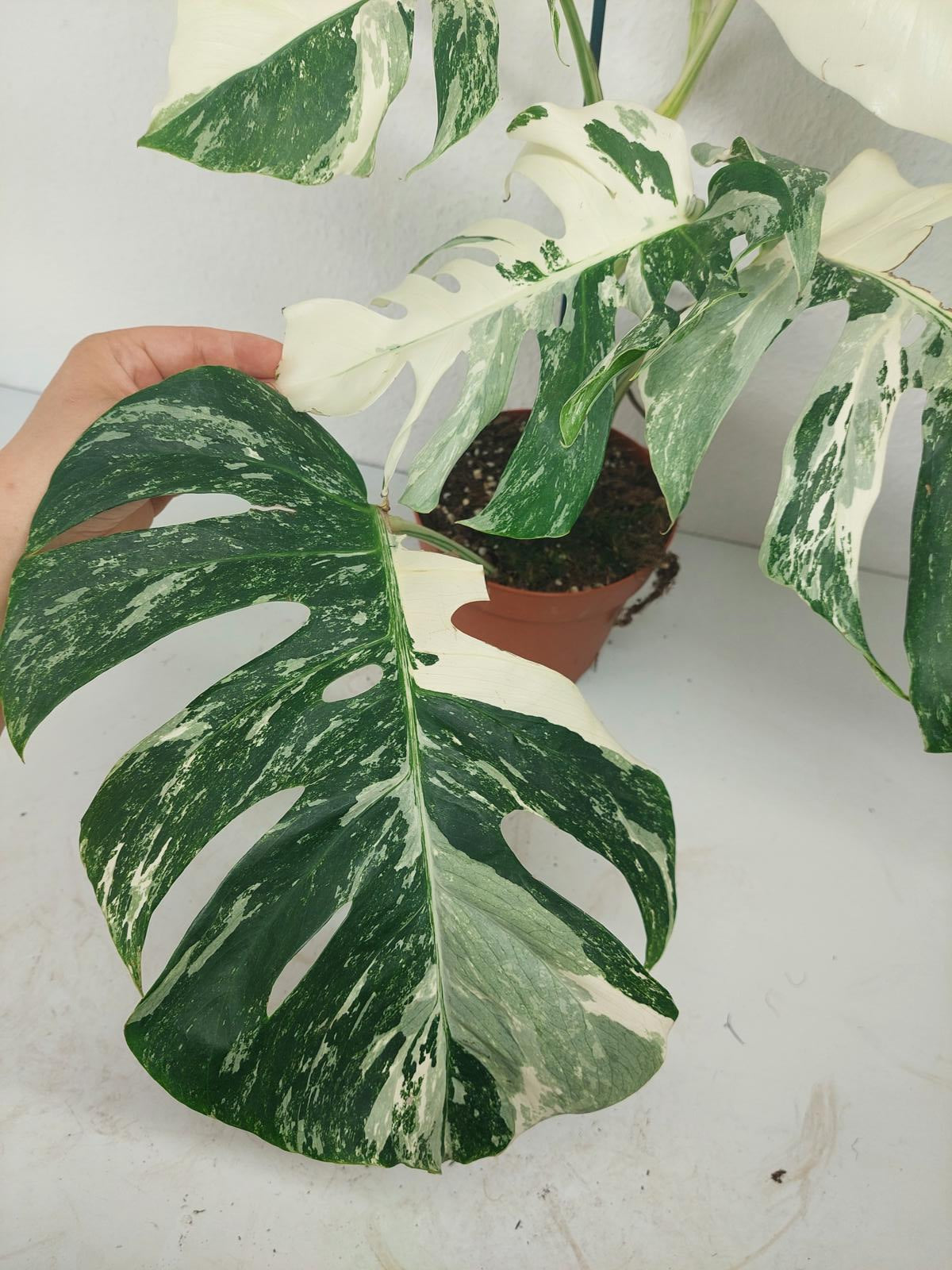 Monstera Variegata (zum aussuchen)