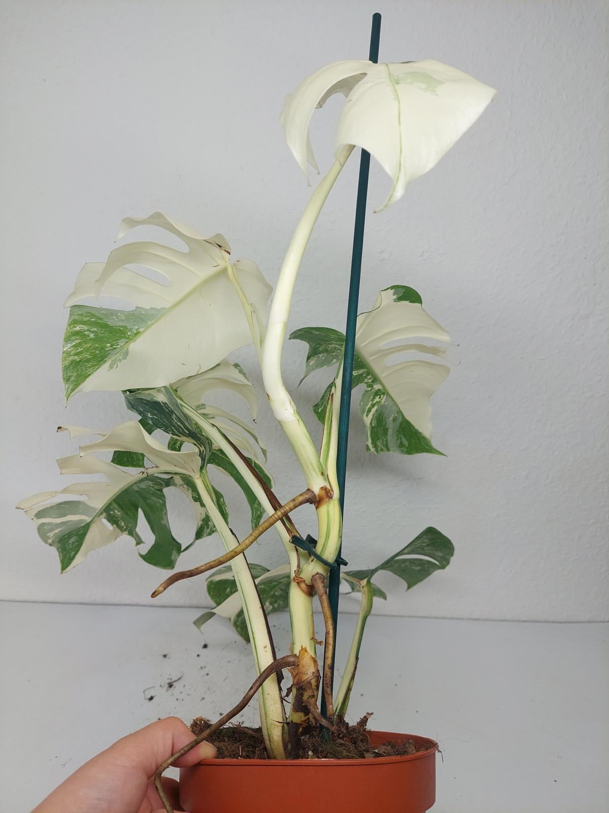 Monstera Variegata (zum aussuchen)