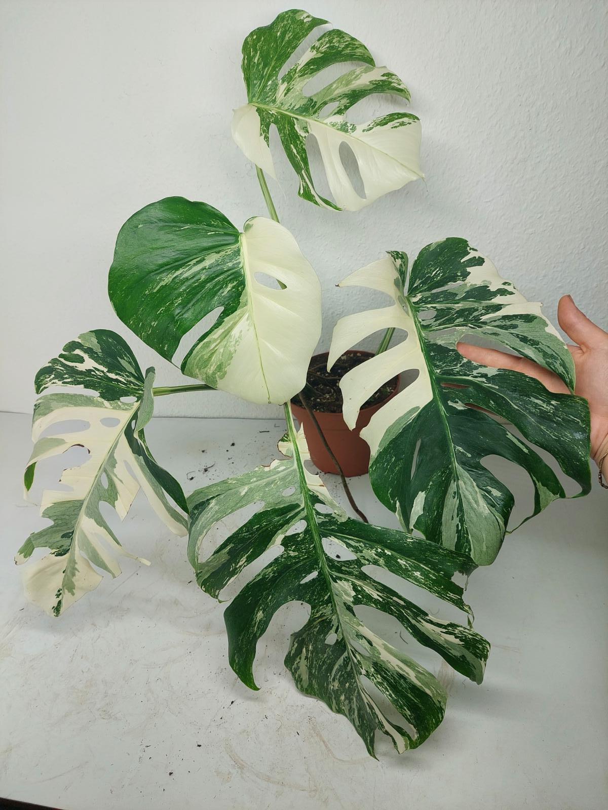 Monstera Variegata (zum aussuchen)
