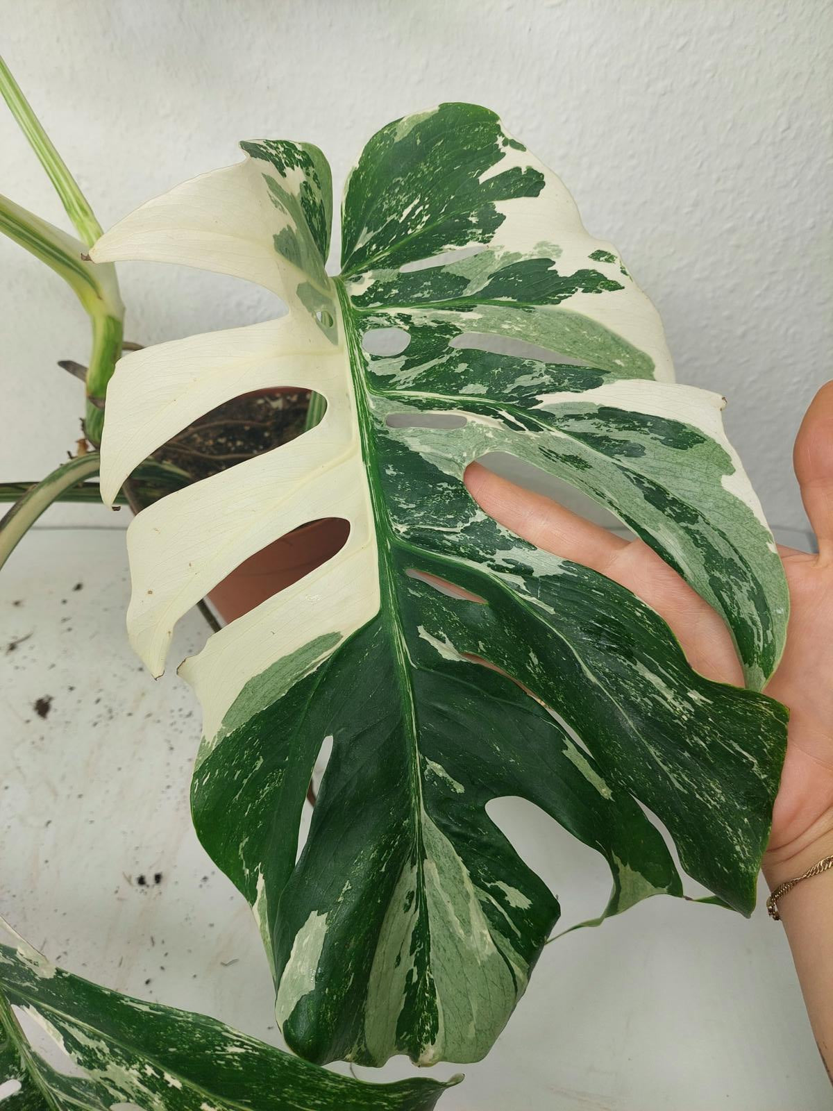 Monstera Variegata (zum aussuchen)