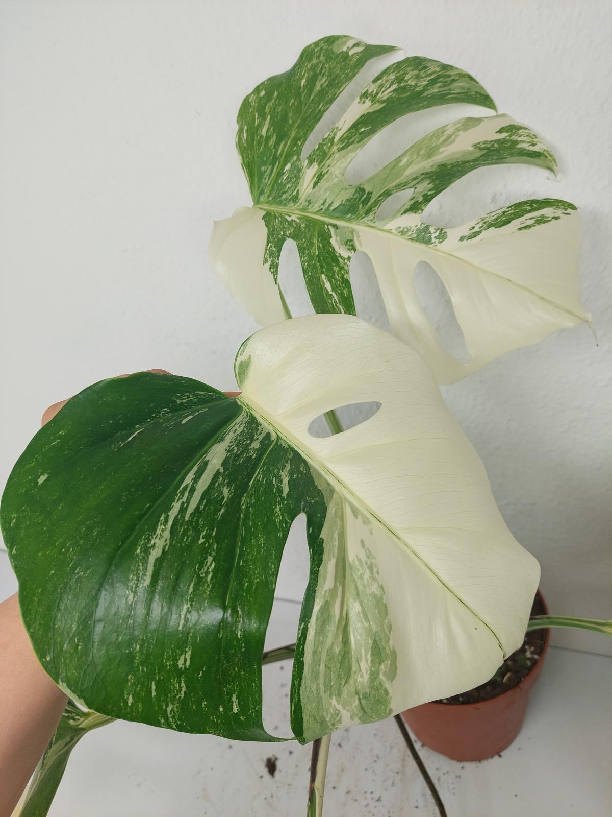 Monstera Variegata (zum aussuchen)