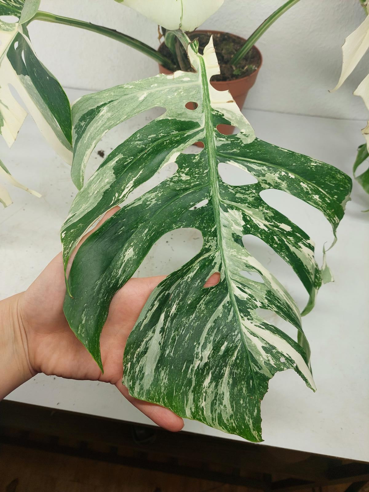 Monstera Variegata (zum aussuchen)
