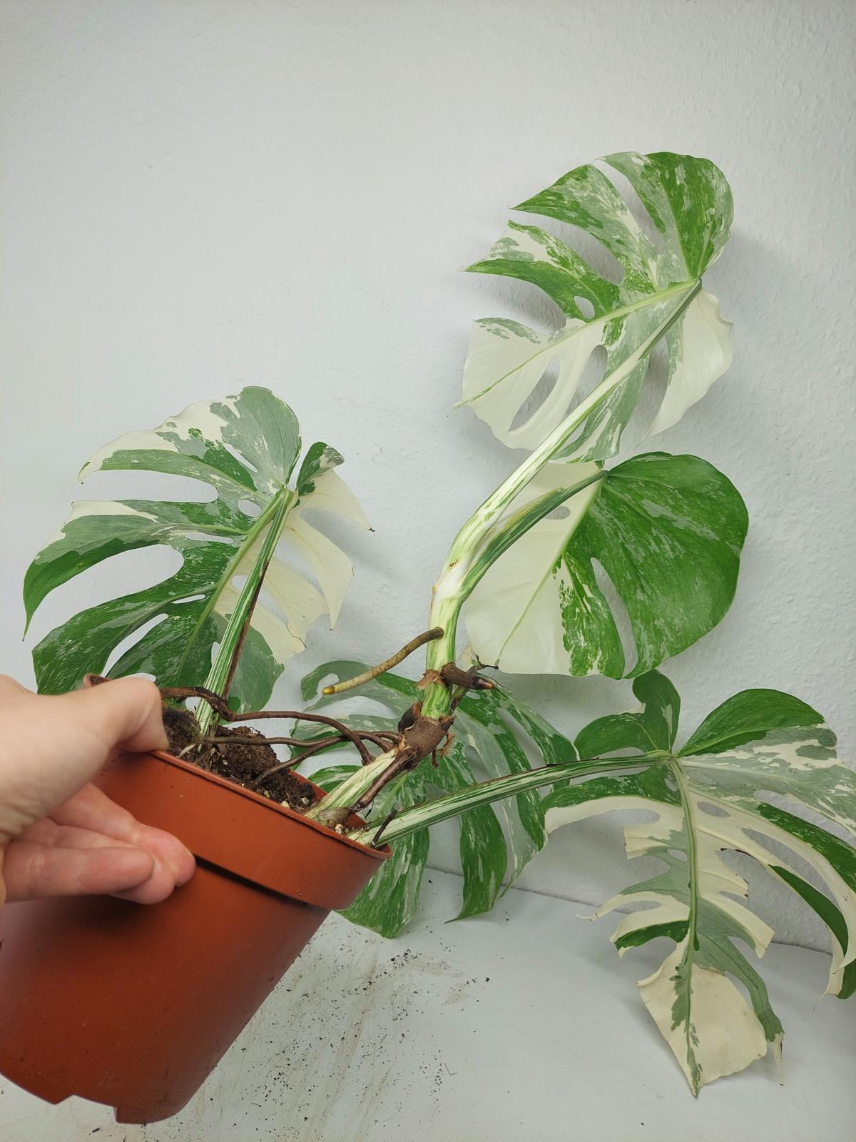 Monstera Variegata (zum aussuchen)
