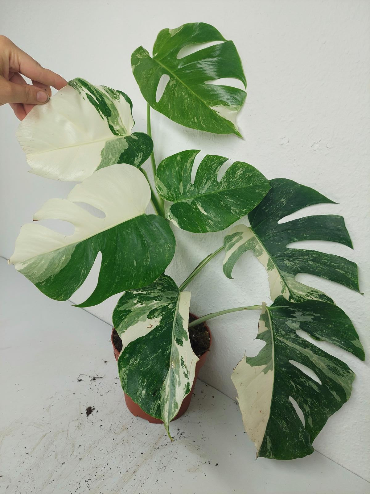 Monstera Variegata (zum aussuchen)
