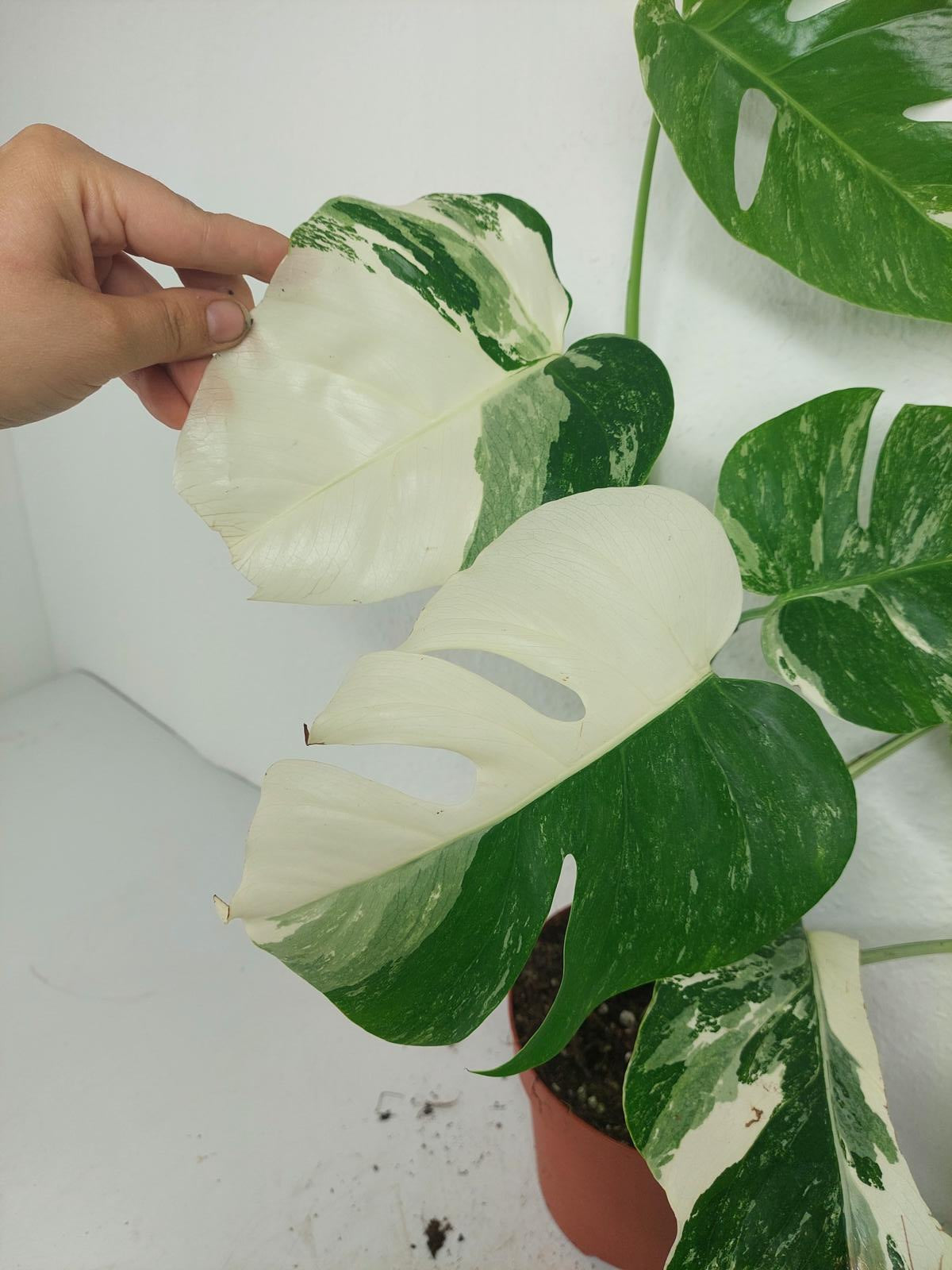 Monstera Variegata (zum aussuchen)