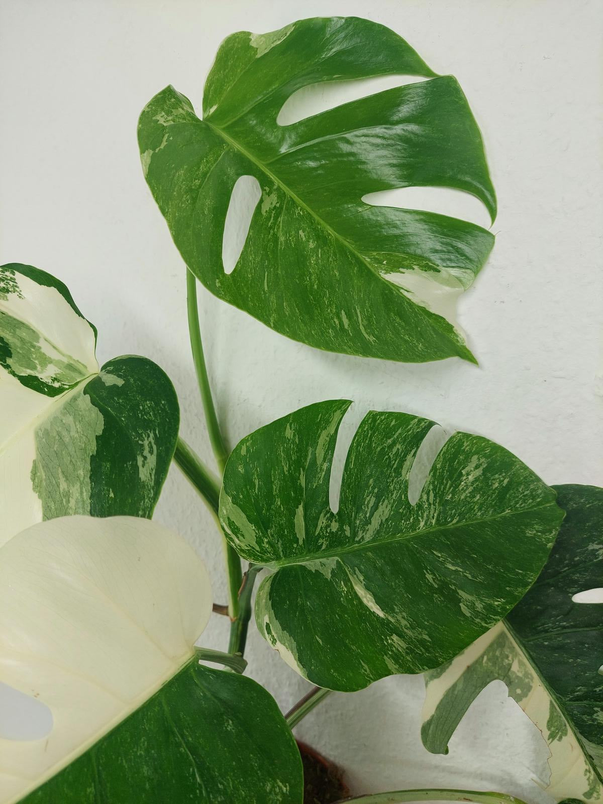 Monstera Variegata (zum aussuchen)