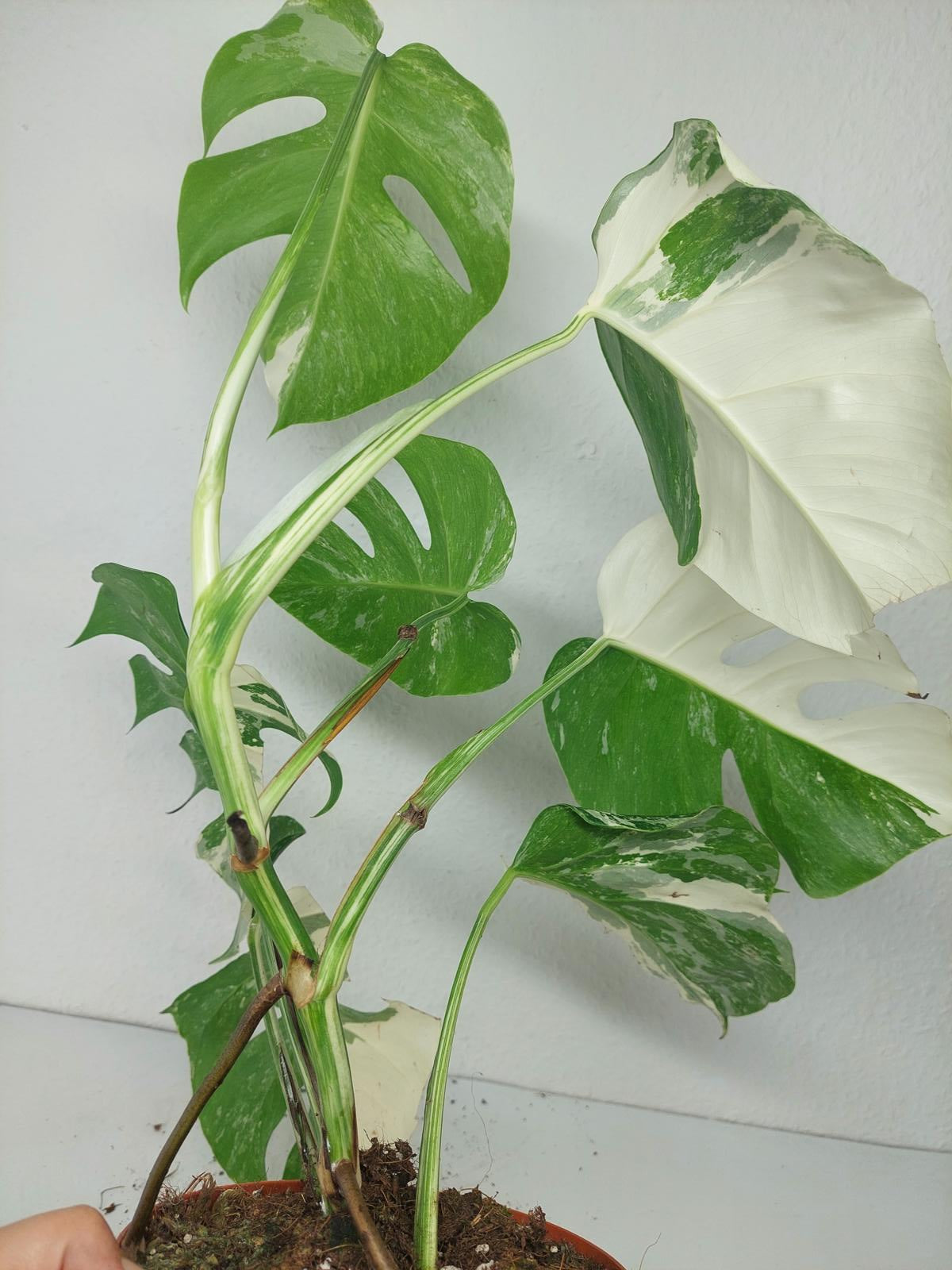Monstera Variegata (zum aussuchen)