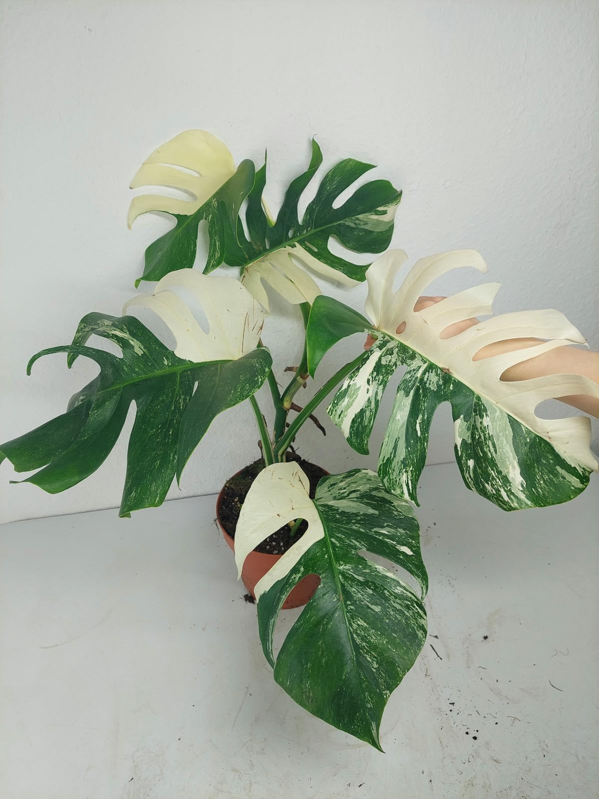 Monstera Variegata (zum aussuchen)