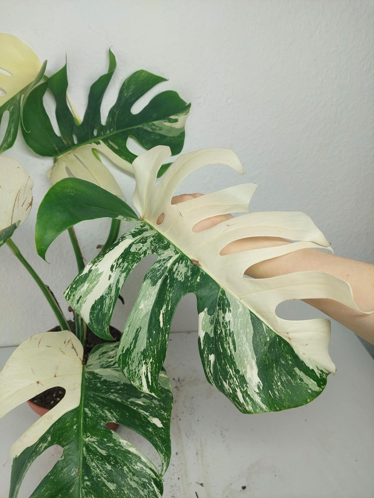Monstera Variegata (zum aussuchen)