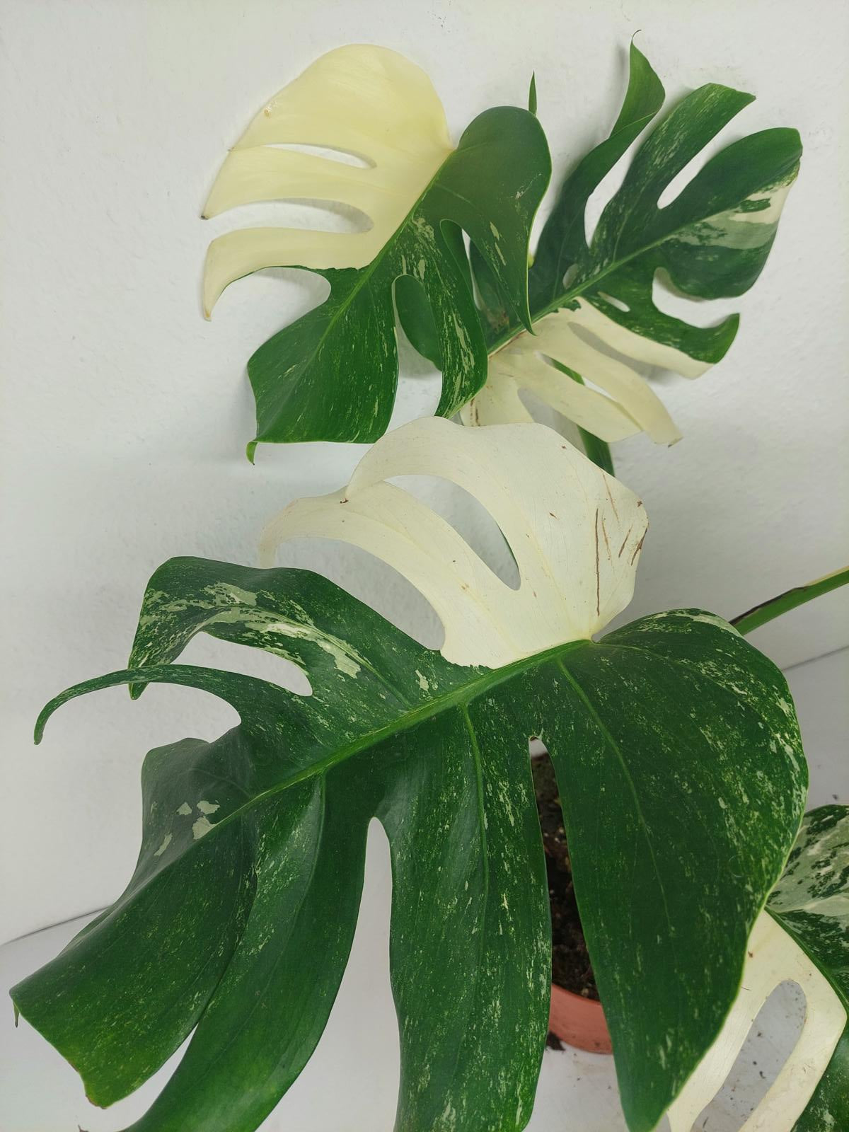 Monstera Variegata (zum aussuchen)
