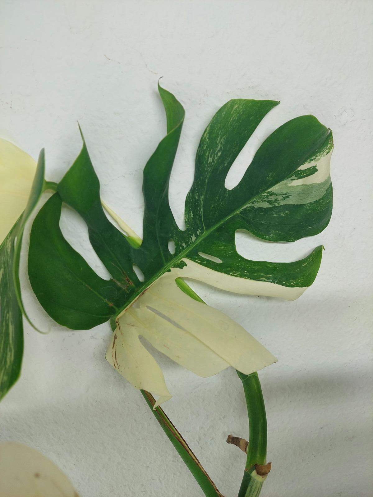 Monstera Variegata (zum aussuchen)