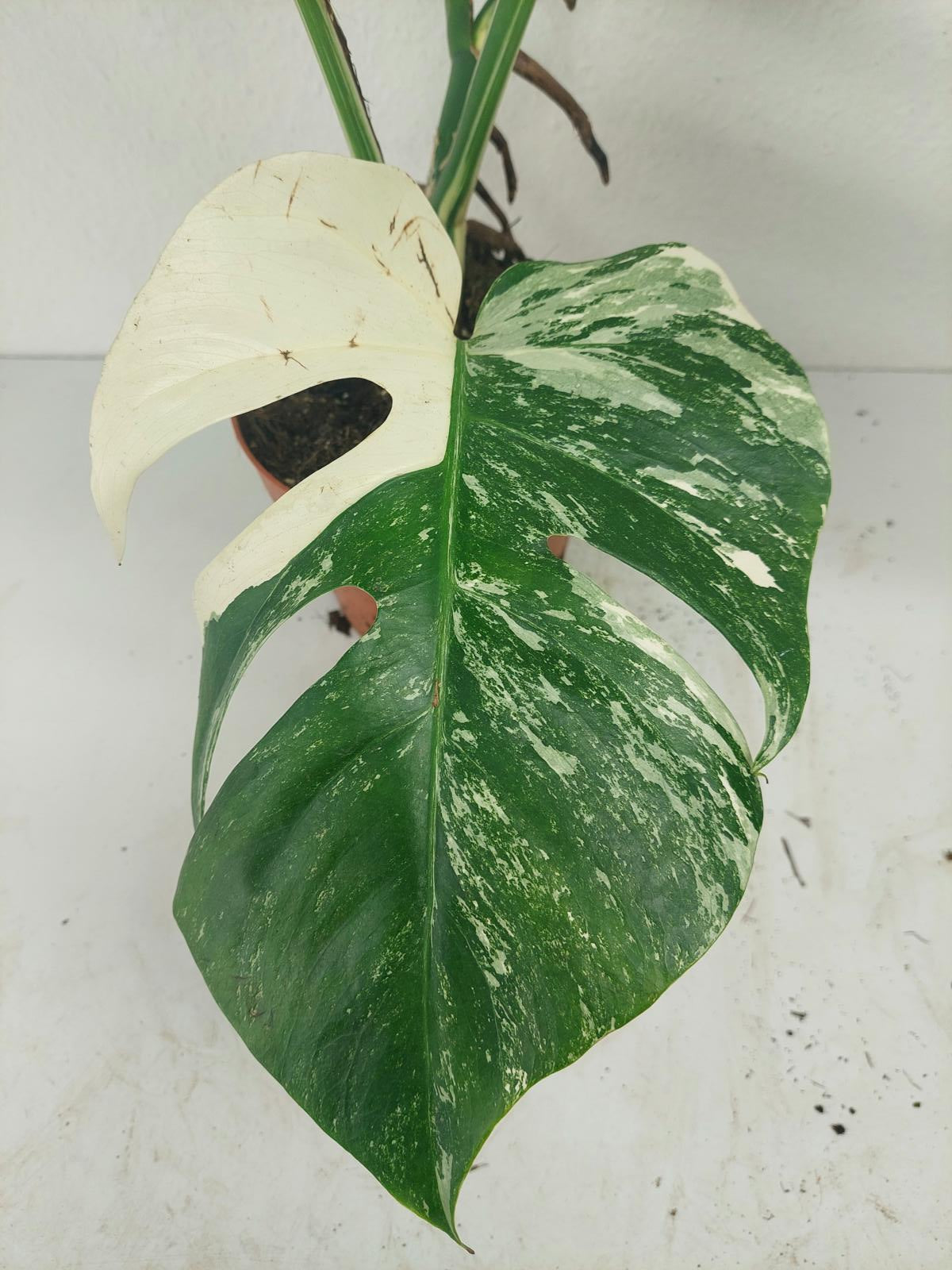 Monstera Variegata (zum aussuchen)