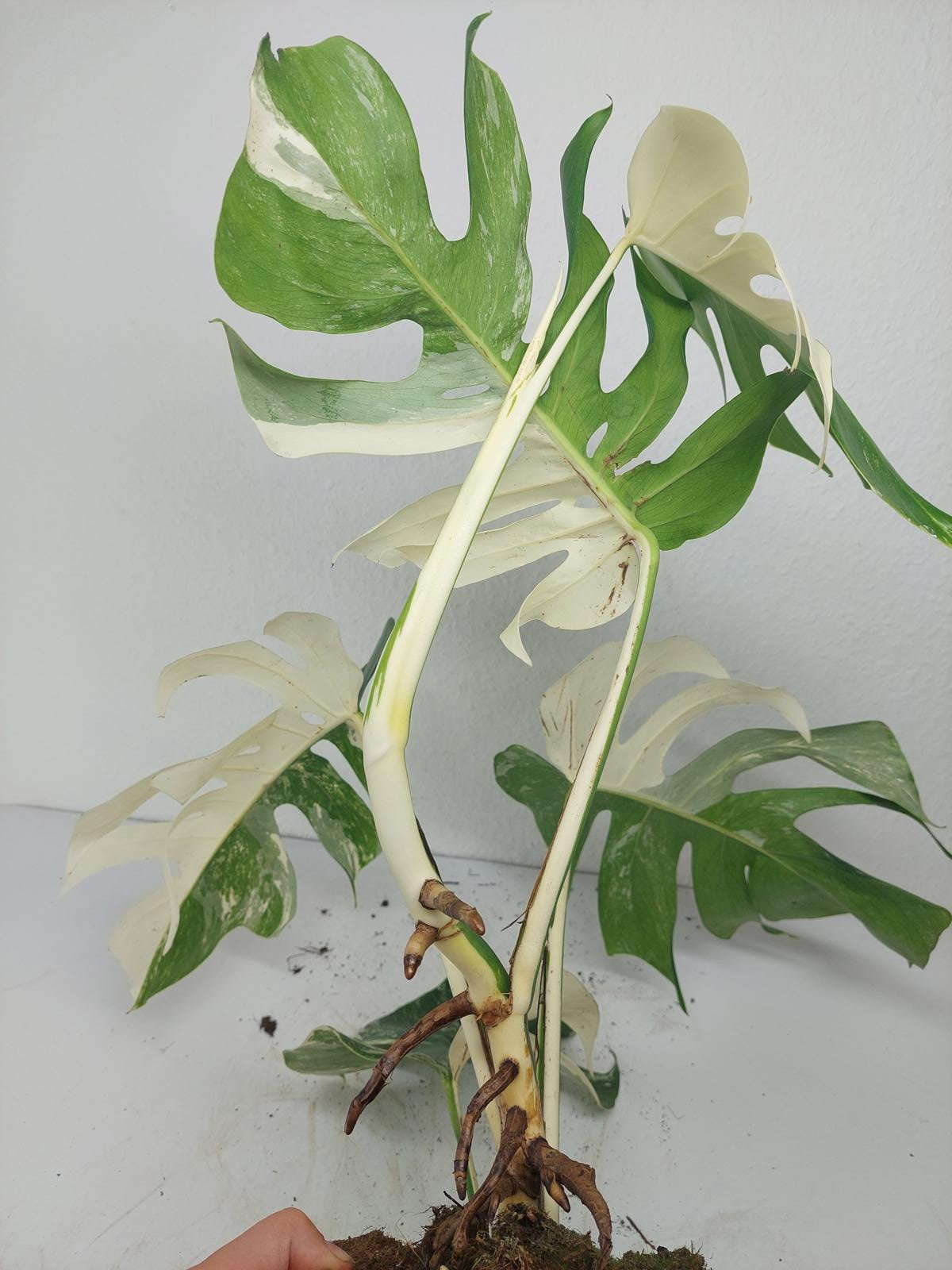Monstera Variegata (zum aussuchen)