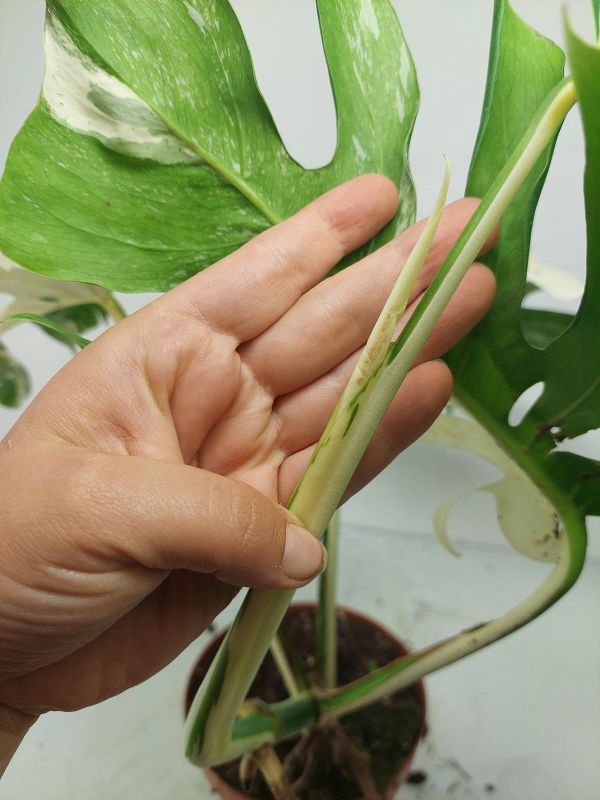 Monstera Variegata (zum aussuchen)