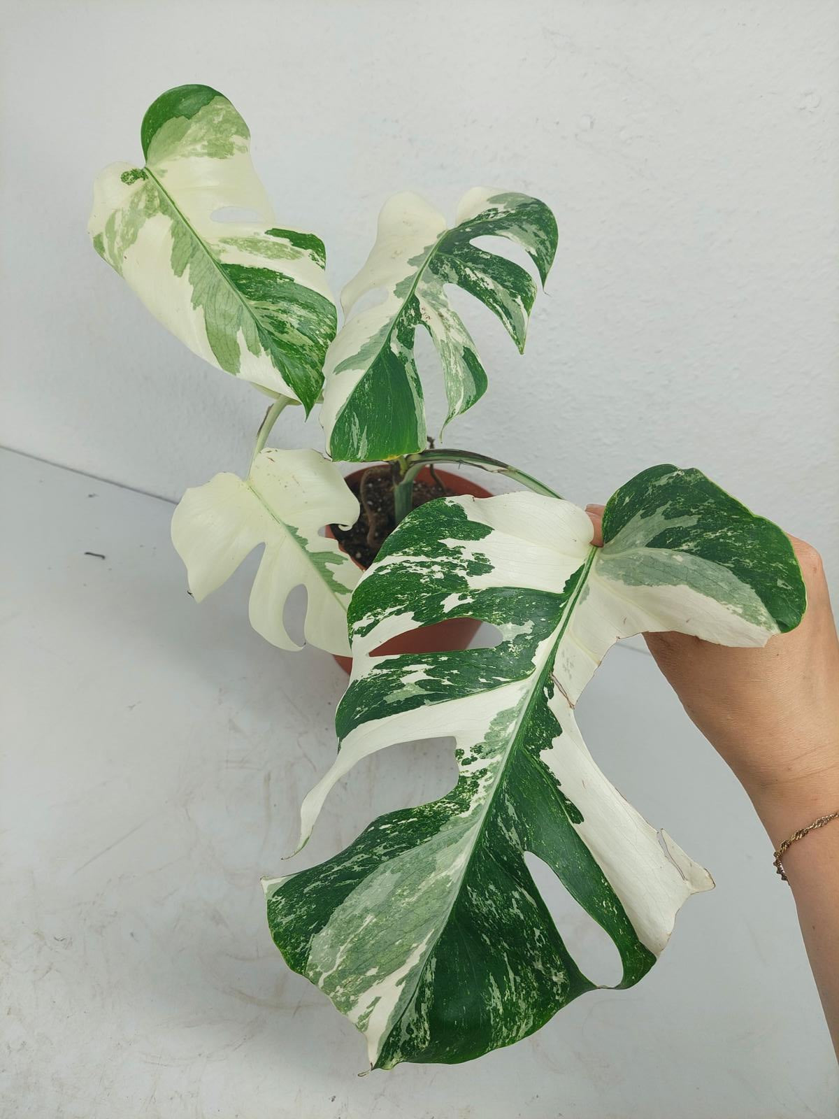 Monstera Variegata (zum aussuchen)