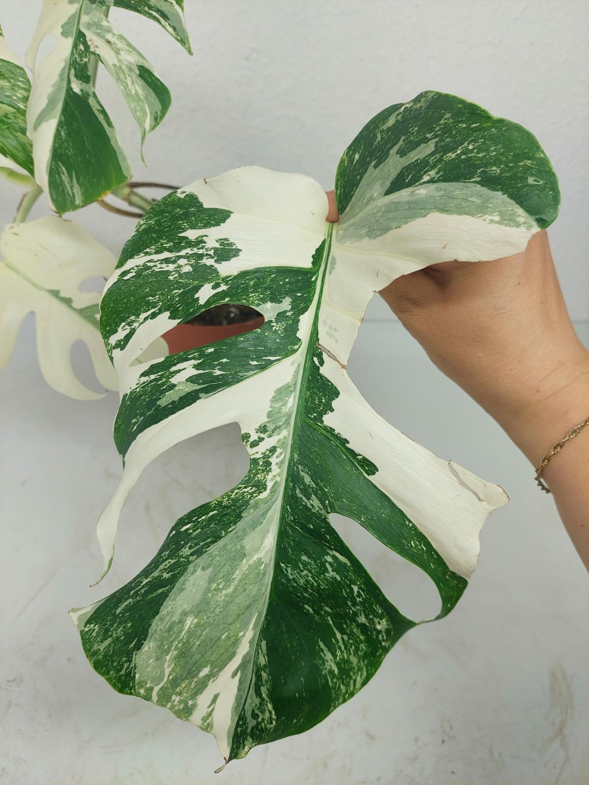 Monstera Variegata (zum aussuchen)