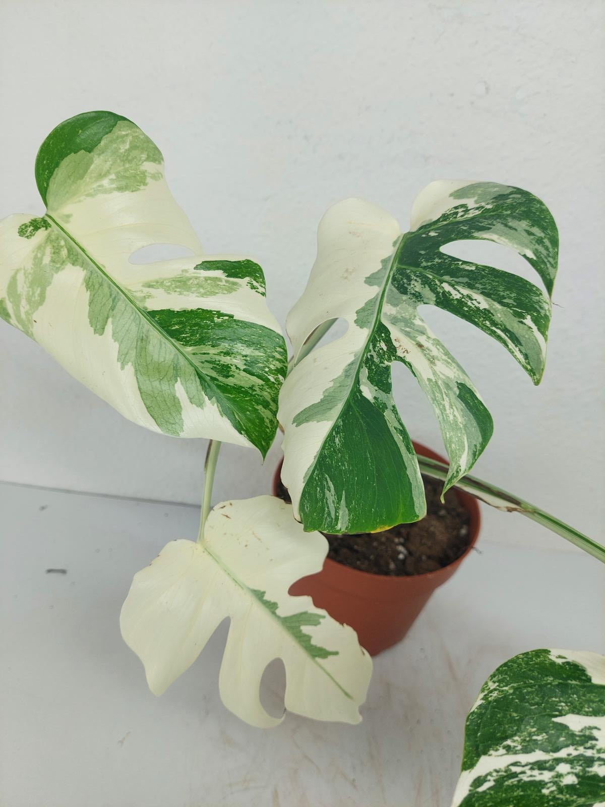Monstera Variegata (zum aussuchen)