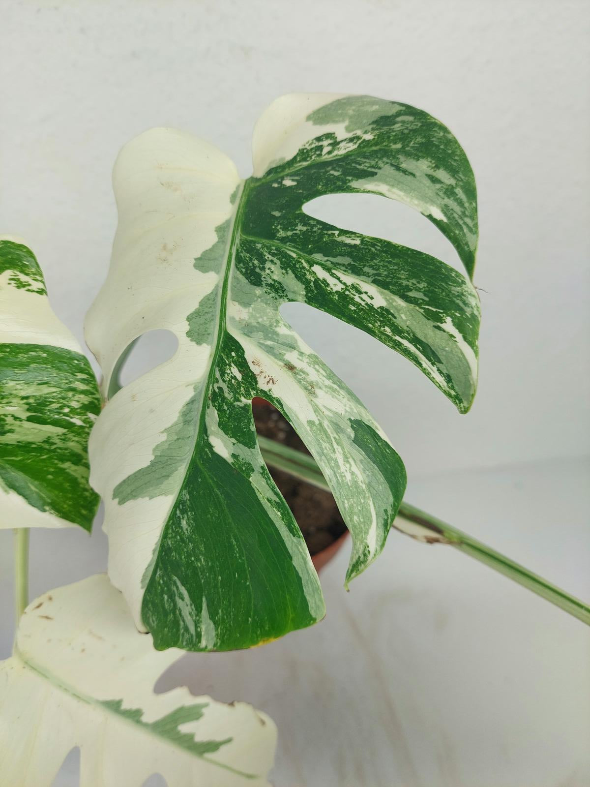 Monstera Variegata (zum aussuchen)