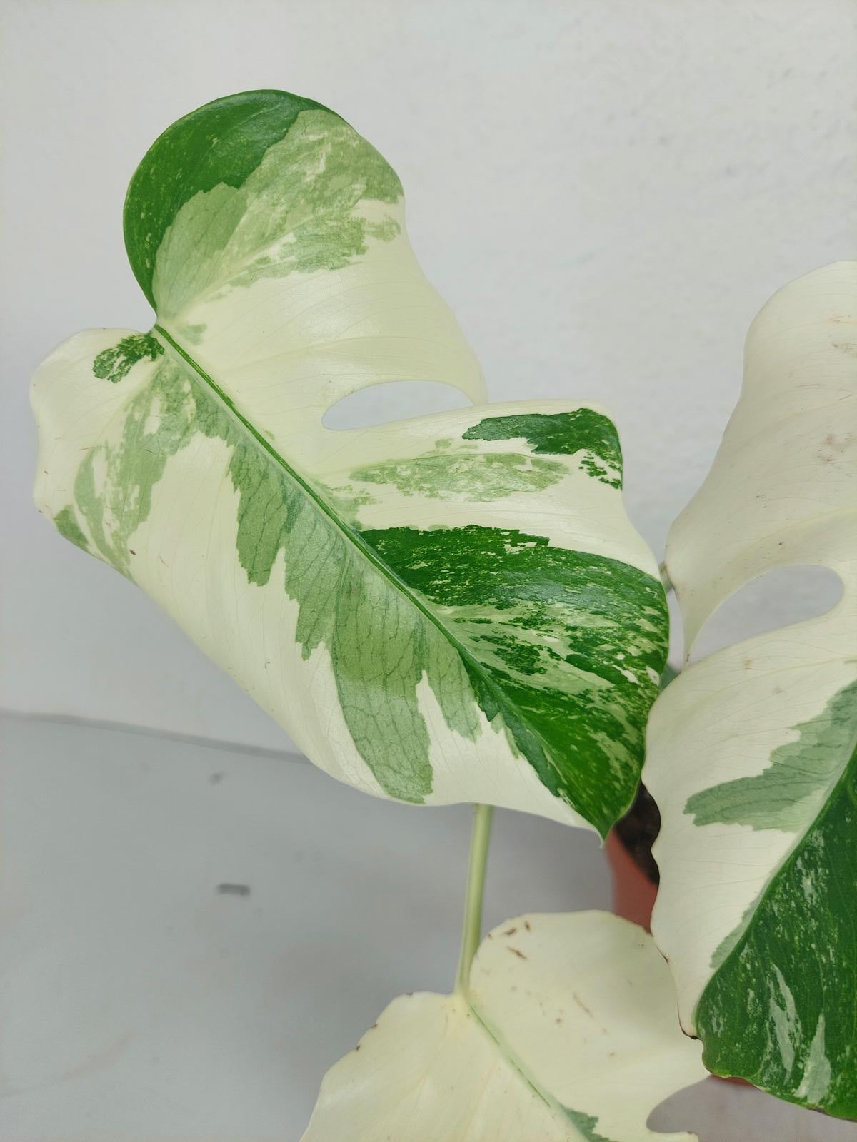 Monstera Variegata (zum aussuchen)