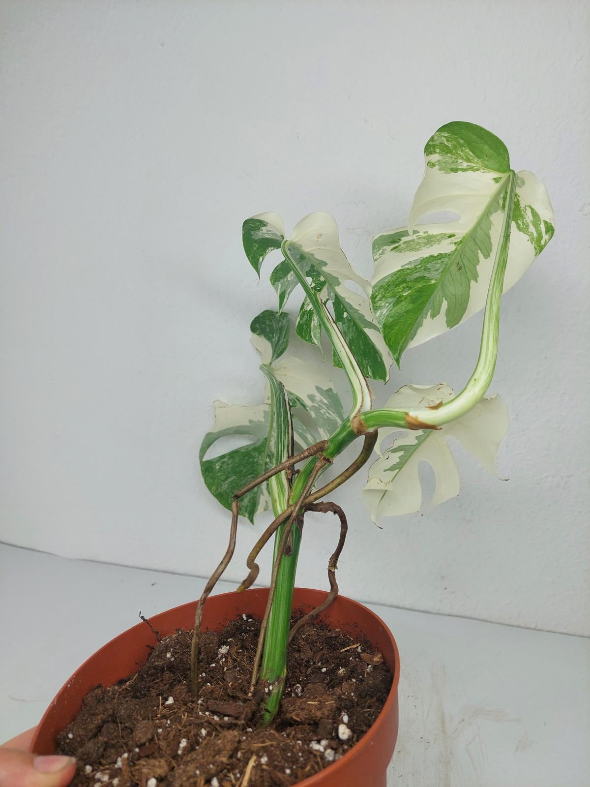 Monstera Variegata (zum aussuchen)