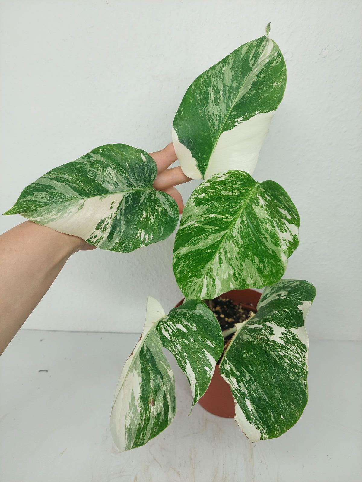 Monstera Variegata (zum aussuchen)