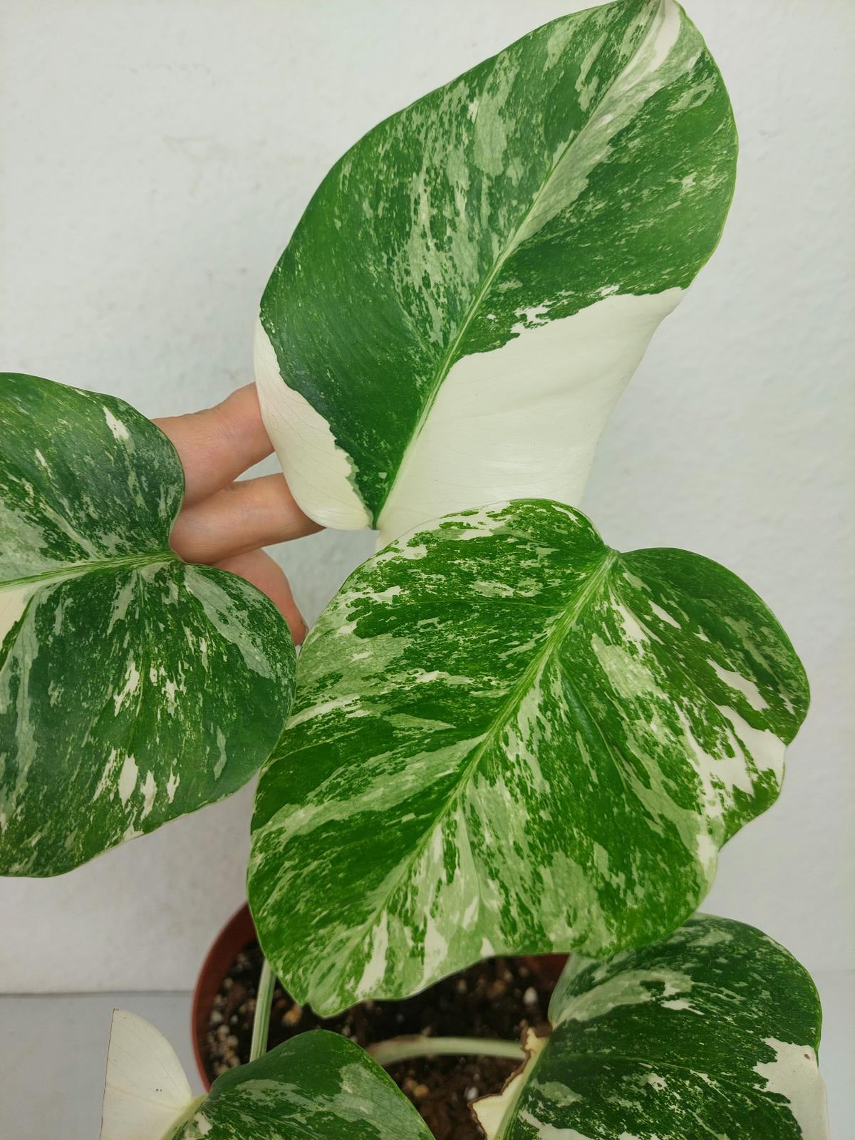 Monstera Variegata (zum aussuchen)